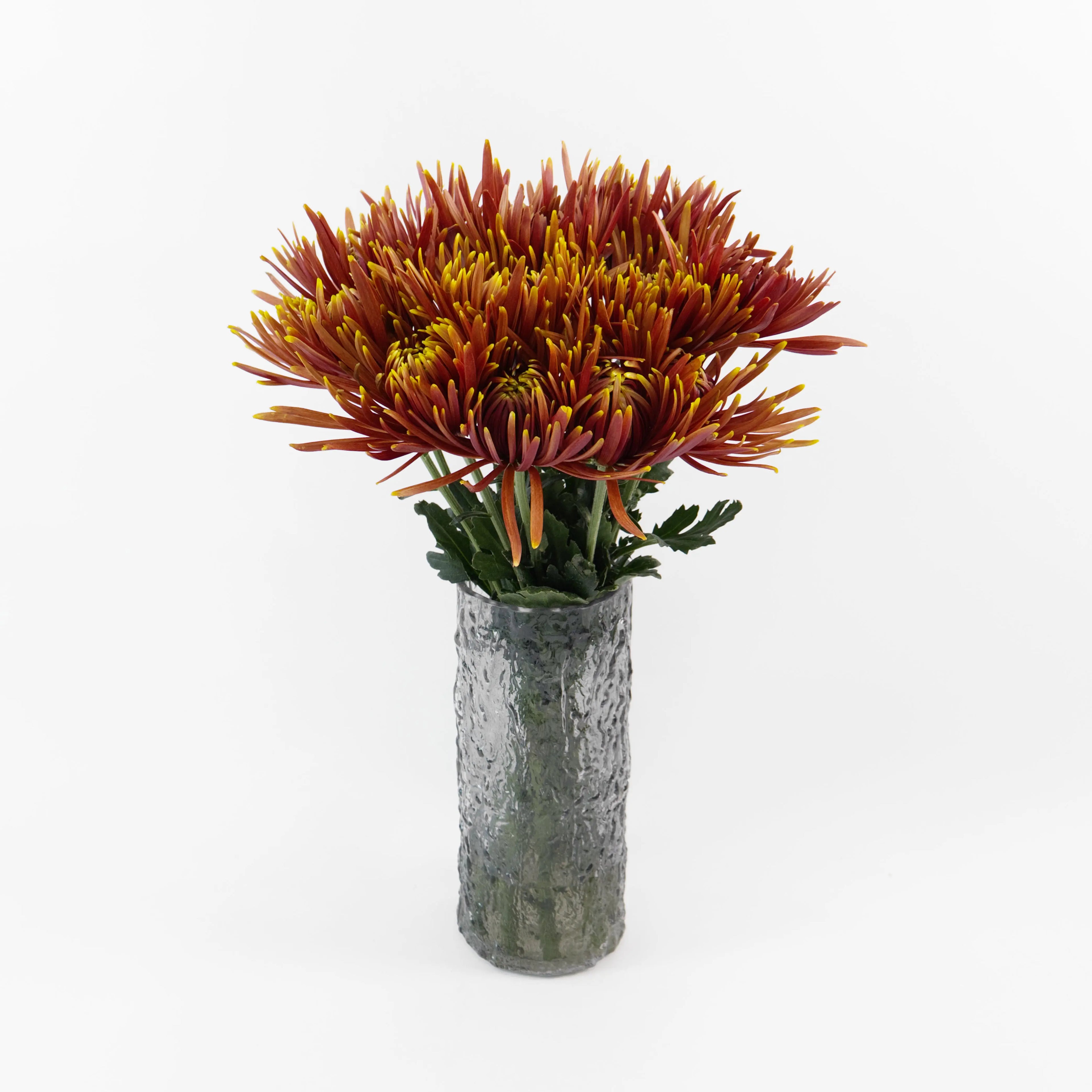Bundles of Chispa Brown net mums kept in clean water buckets inside a floral cold storage room in Kuala Lumpur.