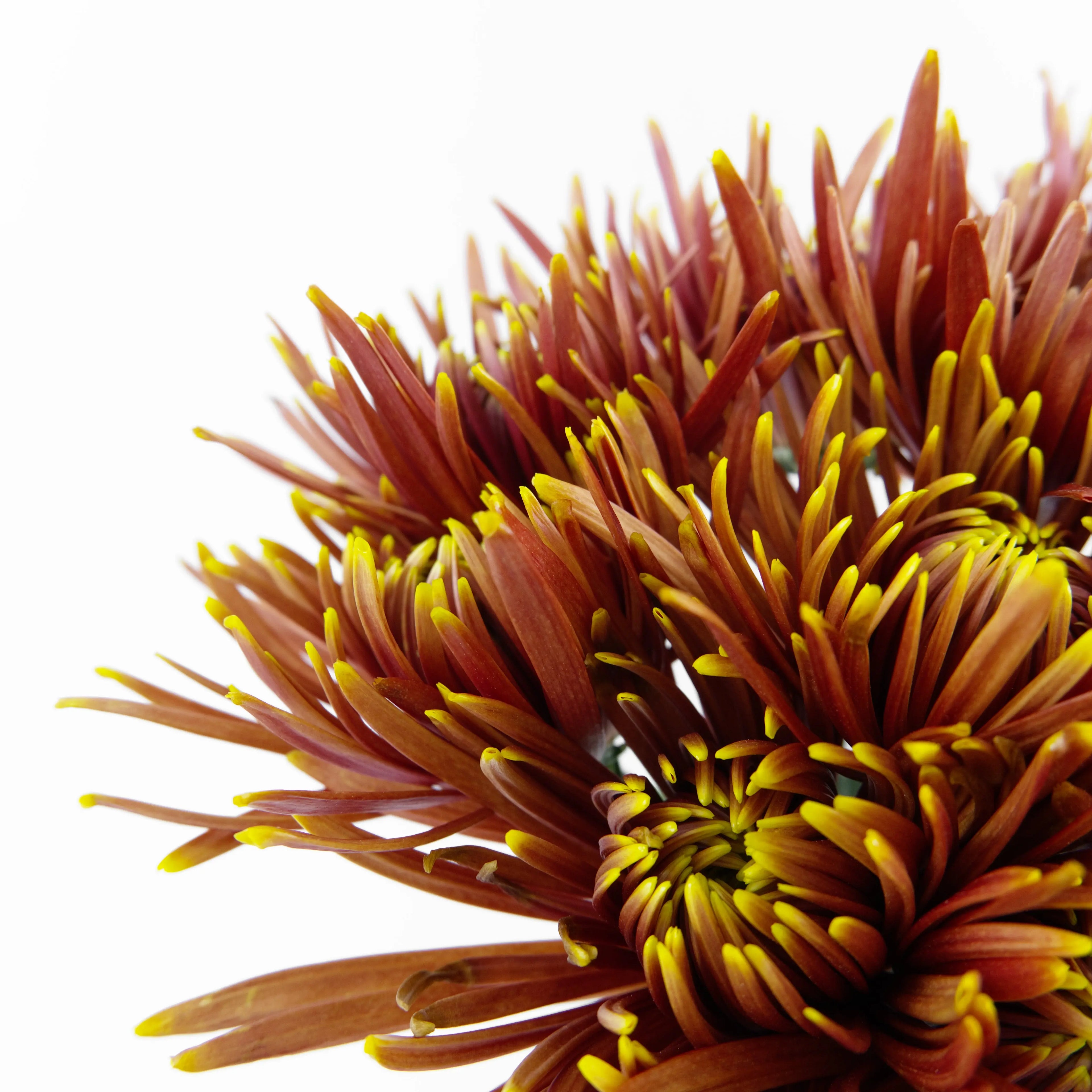 Close-up of a large Chispa Brown chrysanthemum bloom showing warm terracotta-bronze petals with protective netting partially removed.