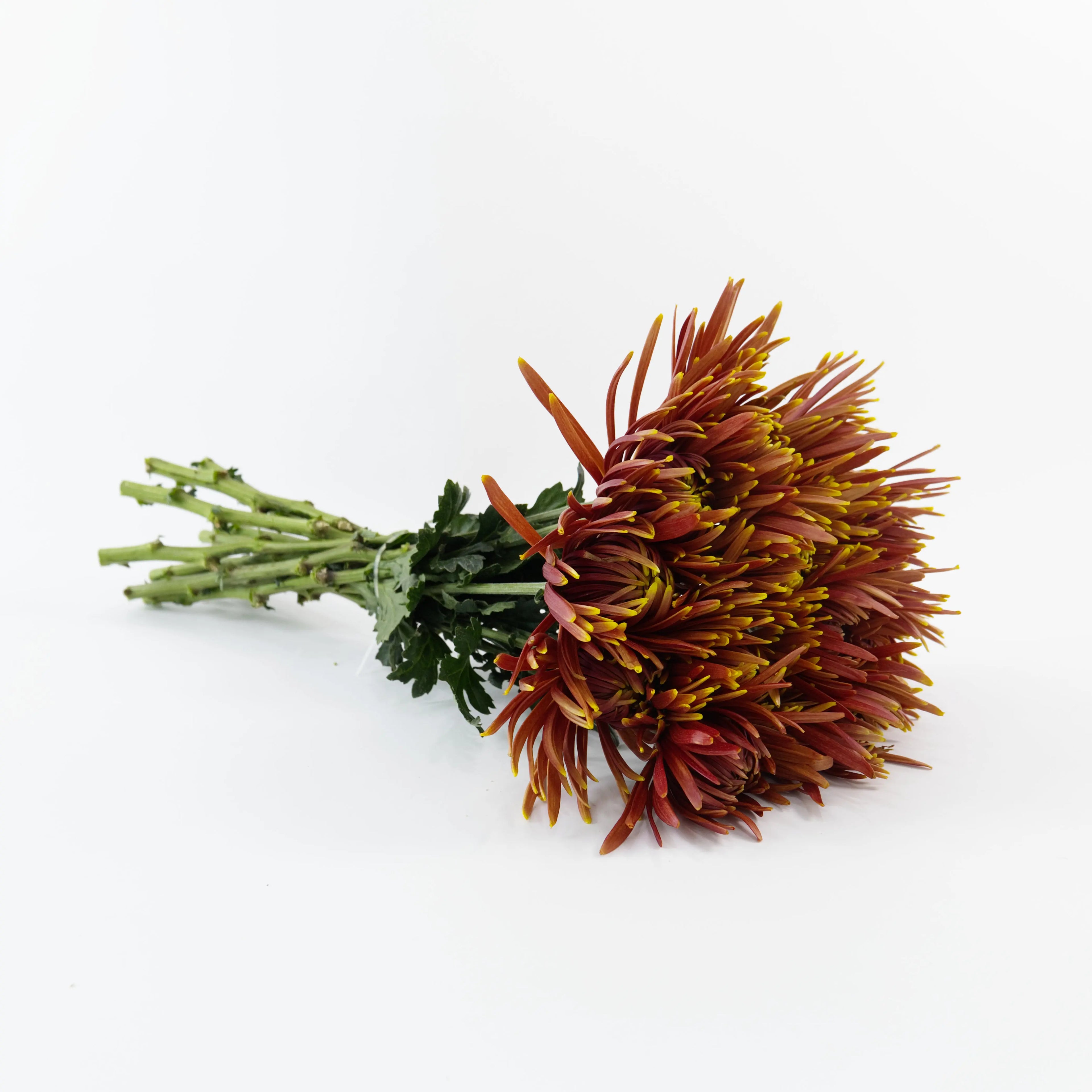 A wholesale bundle of fresh Chispa Brown netted disbud chrysanthemums prepared for shipment by a Malaysian flower supplier.