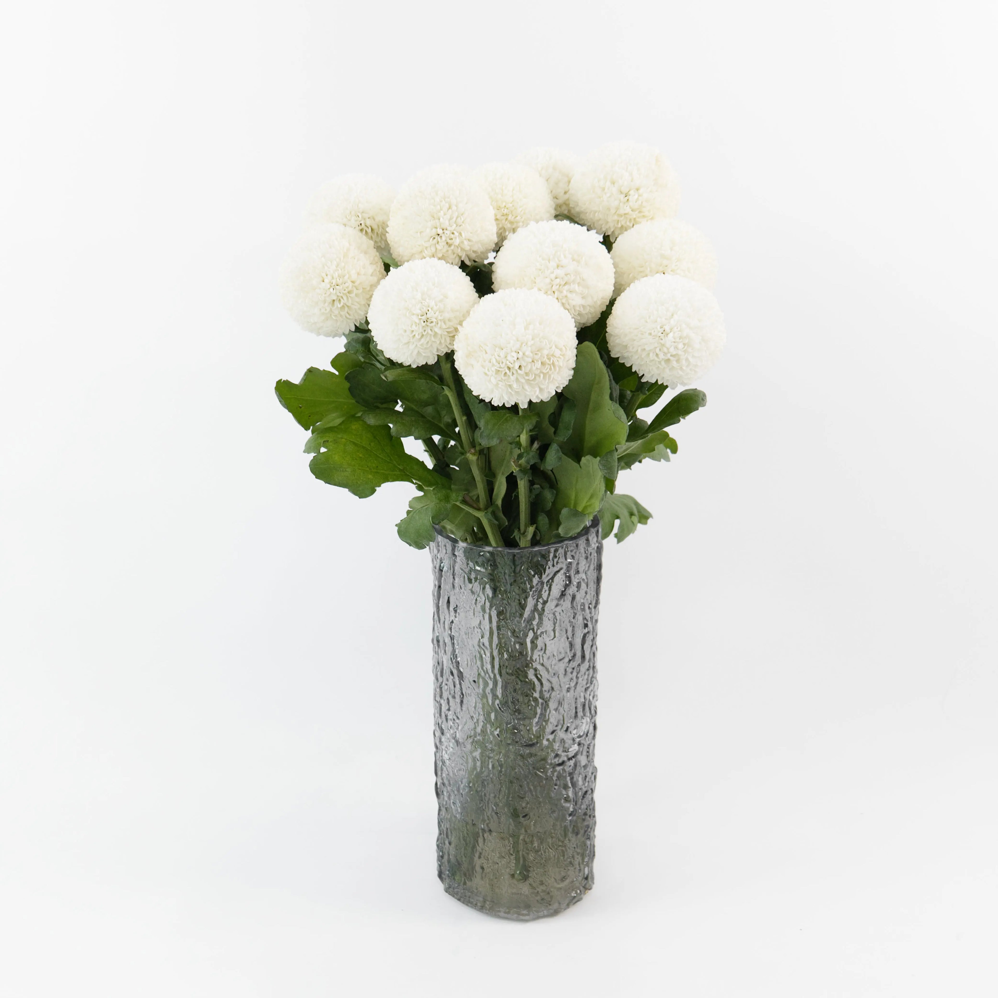 Bundles of White Ping Pong chrysanthemums standing in clean water buckets inside a floral cold storage room in Kuala Lumpur.