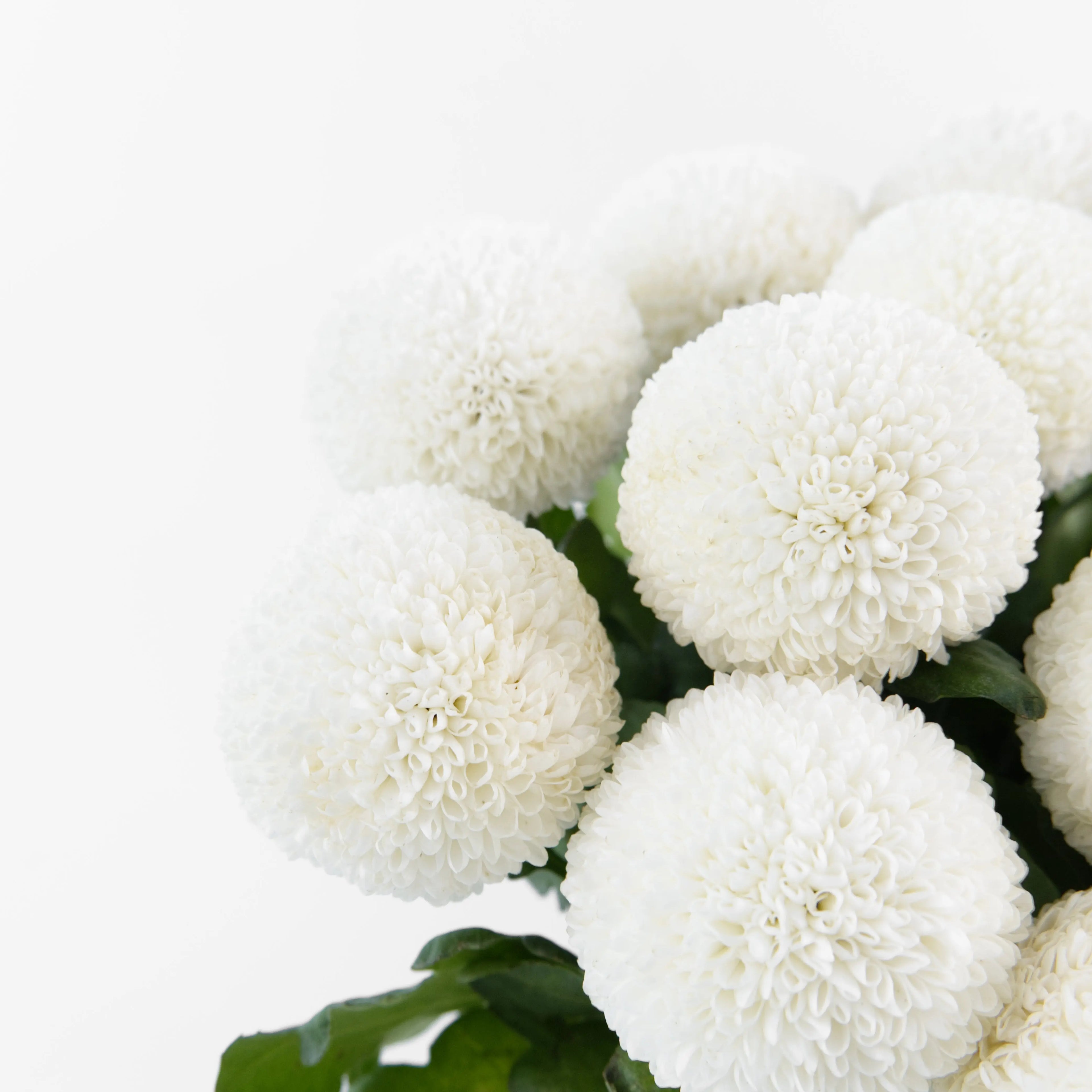 Close-up of a dense, perfectly round White Ping Pong chrysanthemum bloom sourced from Cameron Highlands.