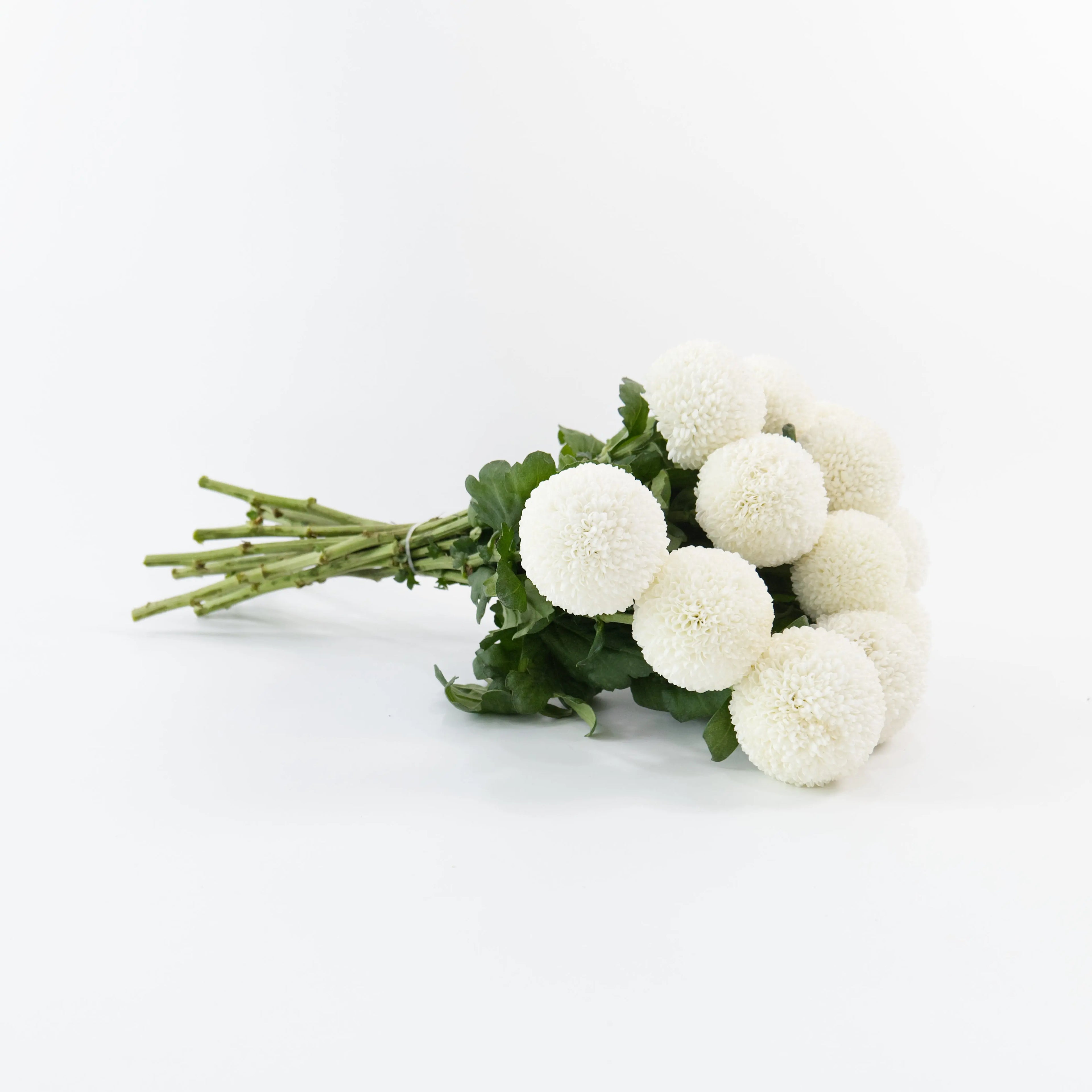 A wholesale bundle of fresh White Ping Pong chrysanthemums packaged for shipment by a Malaysian flower supplier.