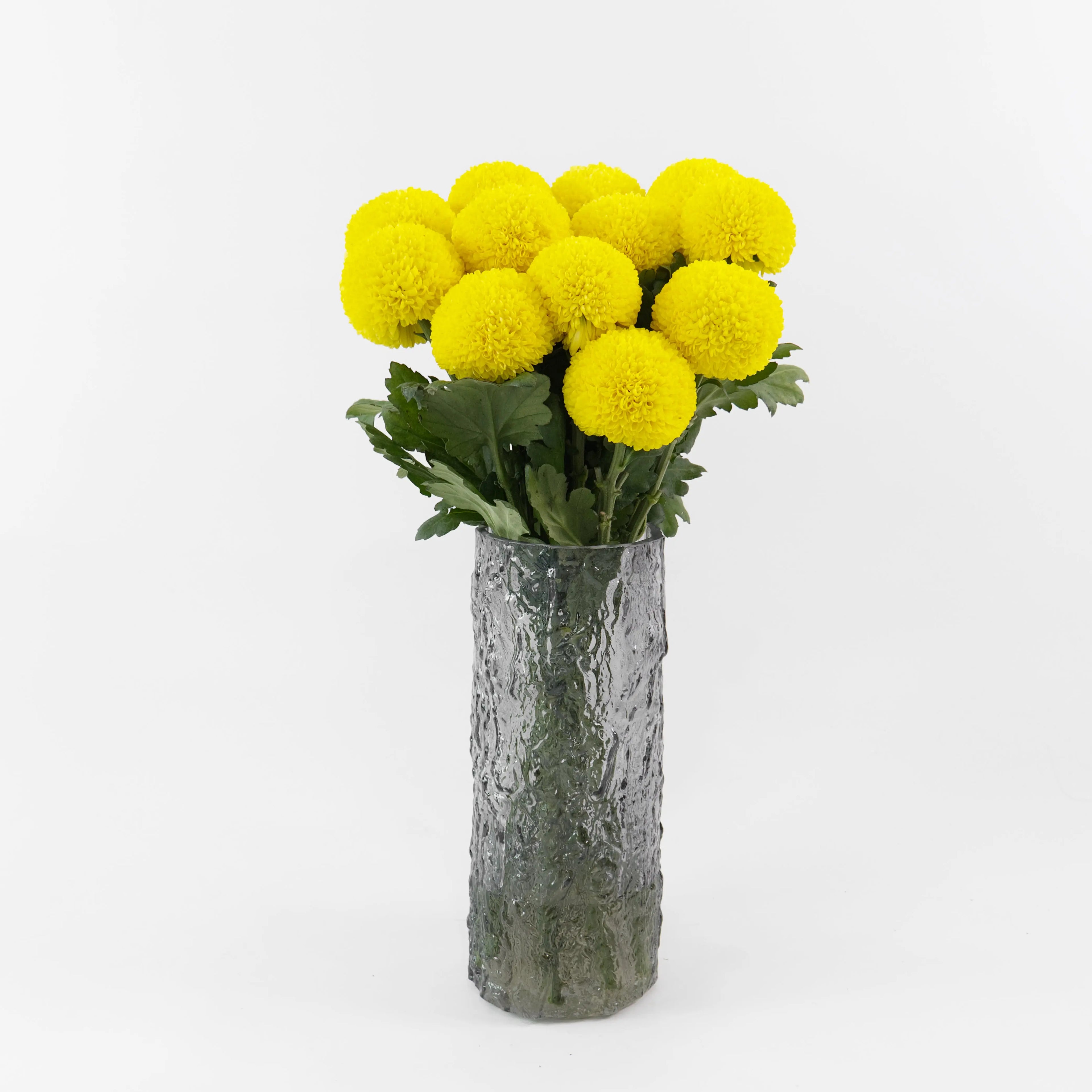 Bundles of Yellow Ping Pong chrysanthemums standing in clean water buckets inside a floral cold storage room in Kuala Lumpur.