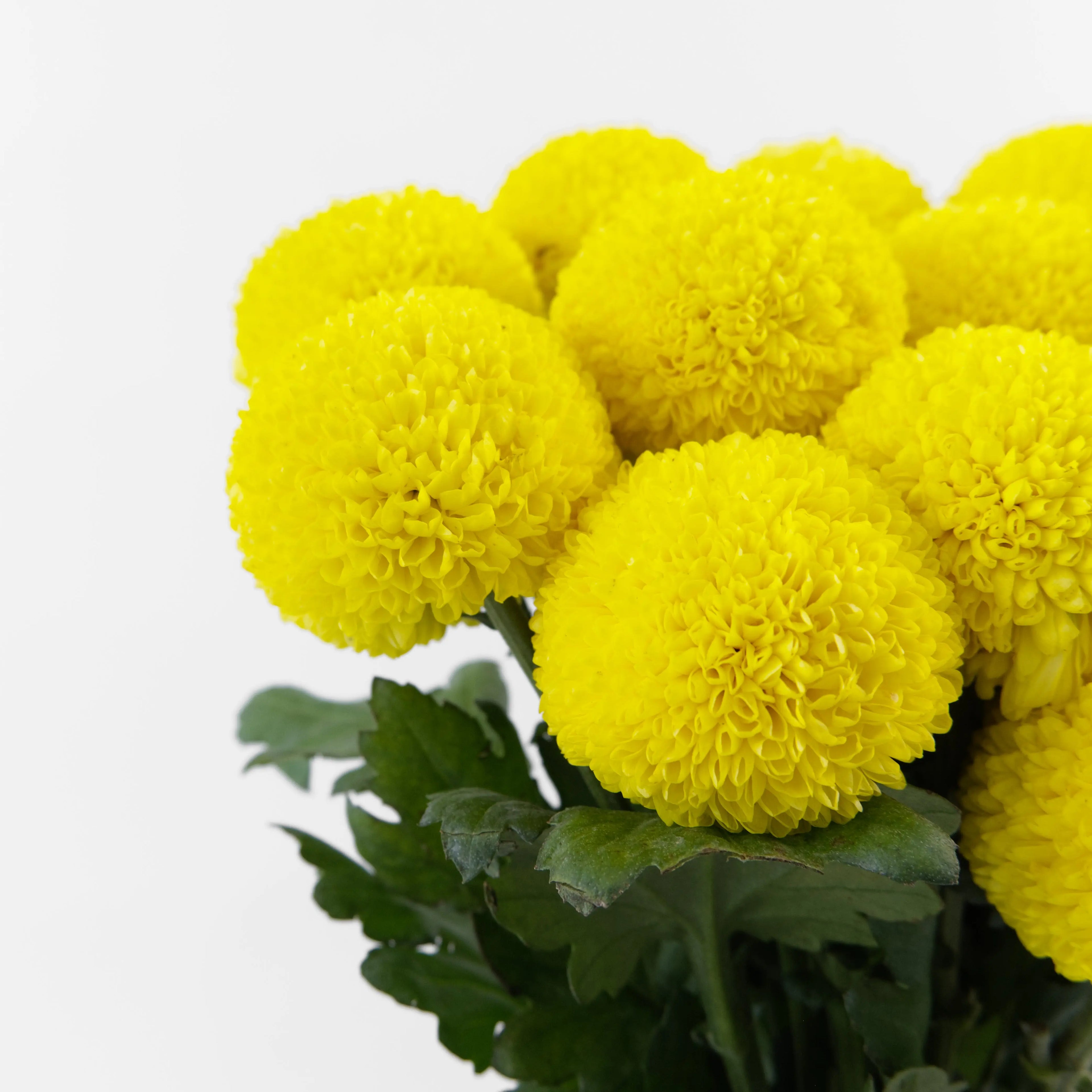 Close-up of a dense, perfectly round Yellow Ping Pong chrysanthemum bloom sourced from Cameron Highlands.