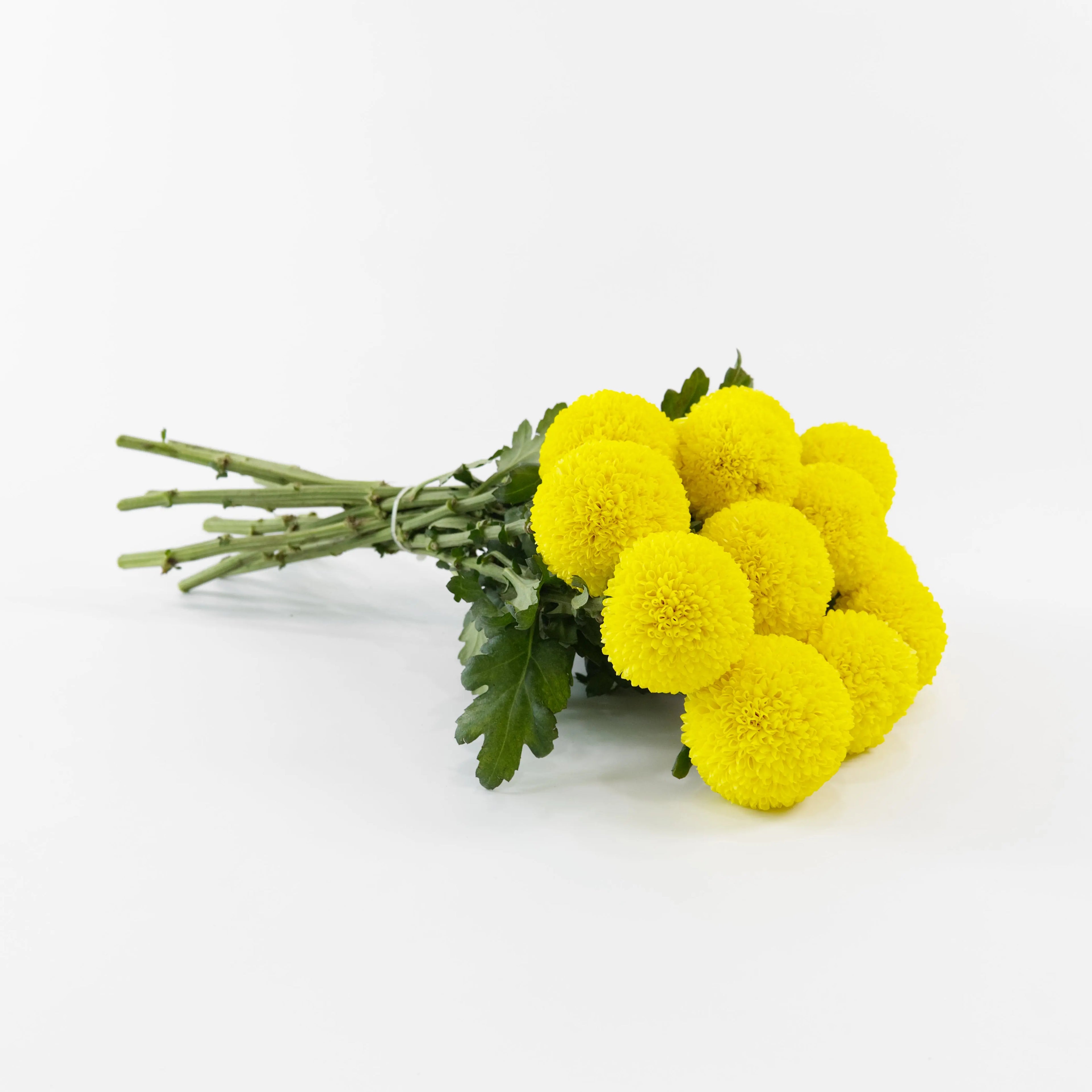 A wholesale bundle of fresh Yellow Ping Pong chrysanthemums wrapped for shipment by a Malaysian flower supplier.