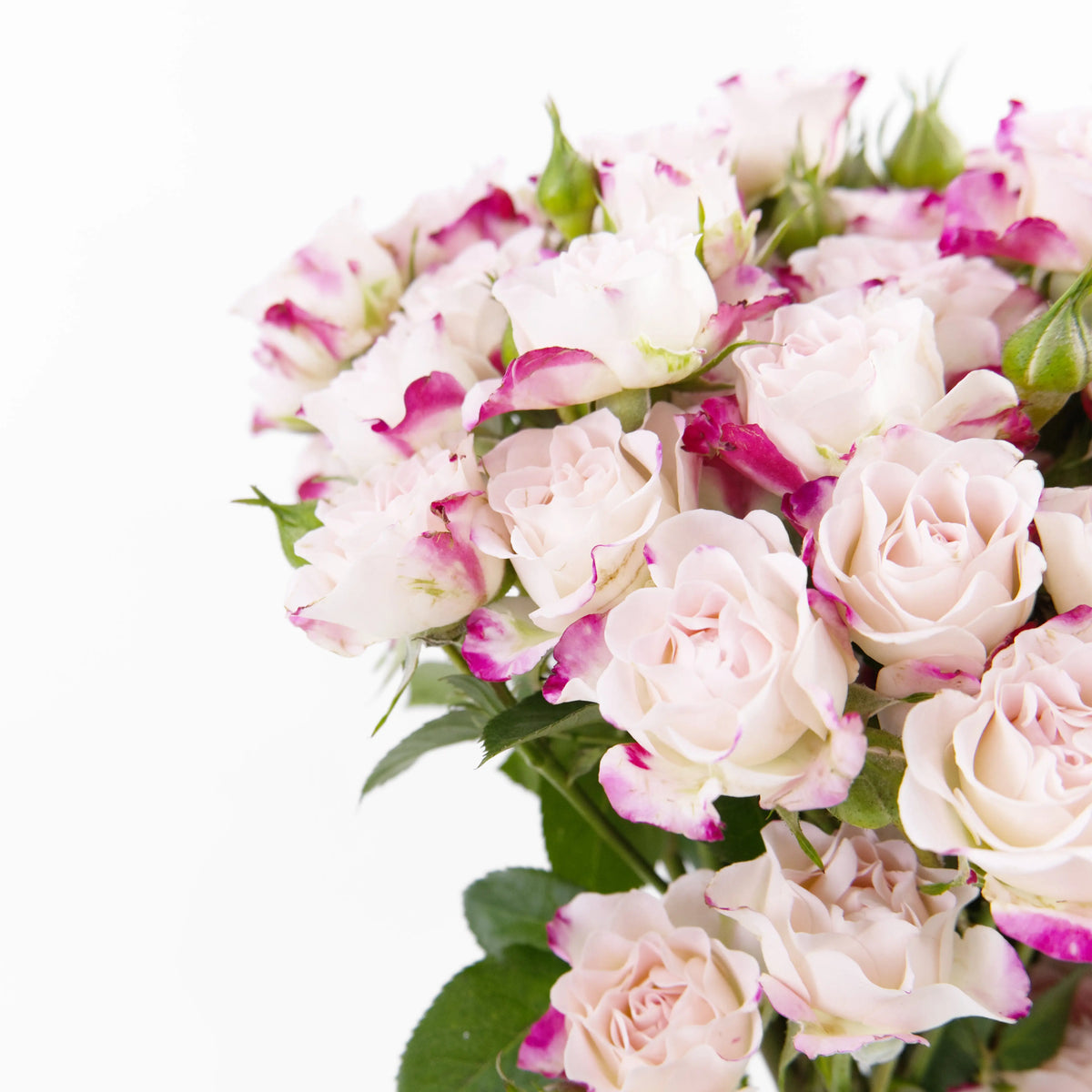 Rose Spray - Refringence China