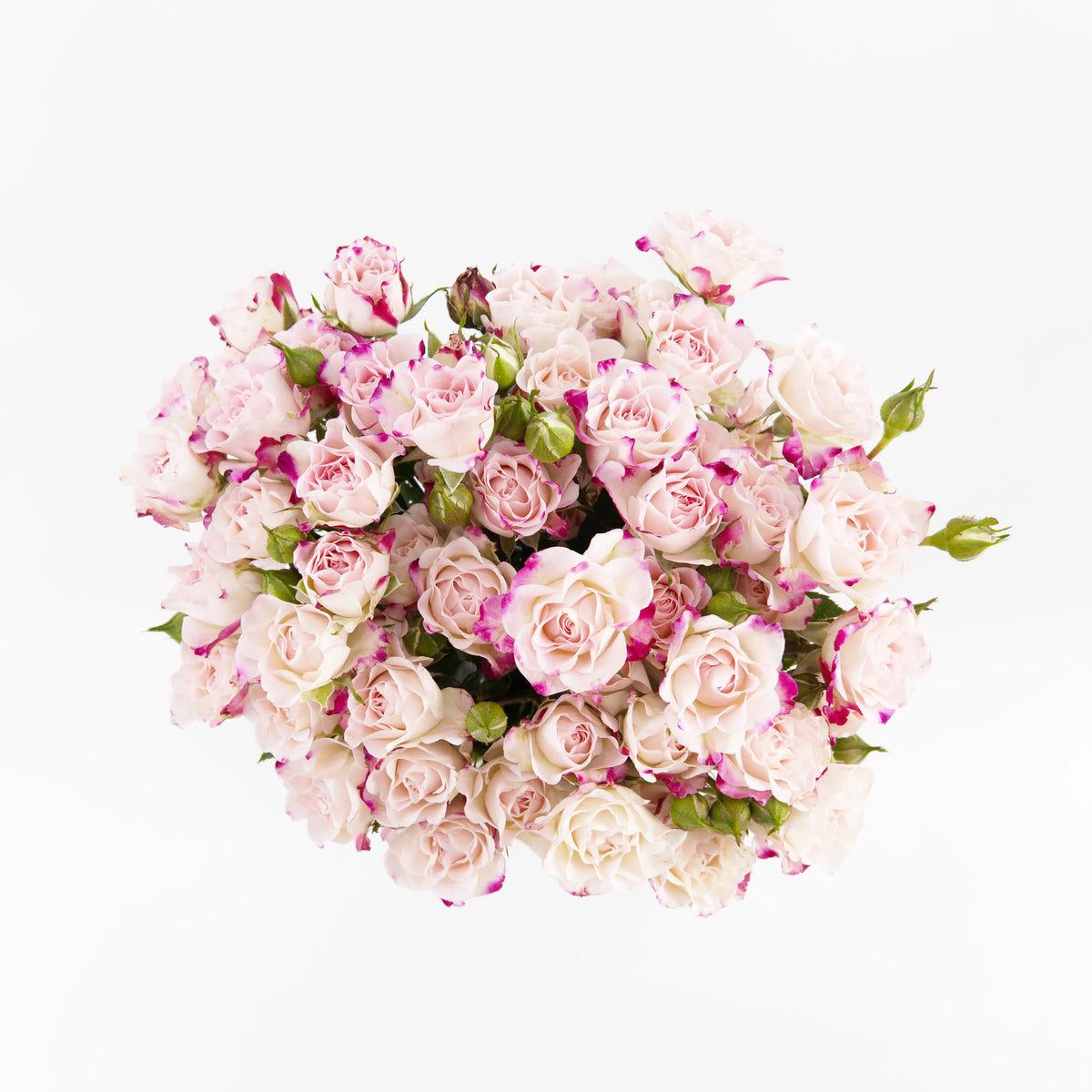 Rose Spray - Refringence China