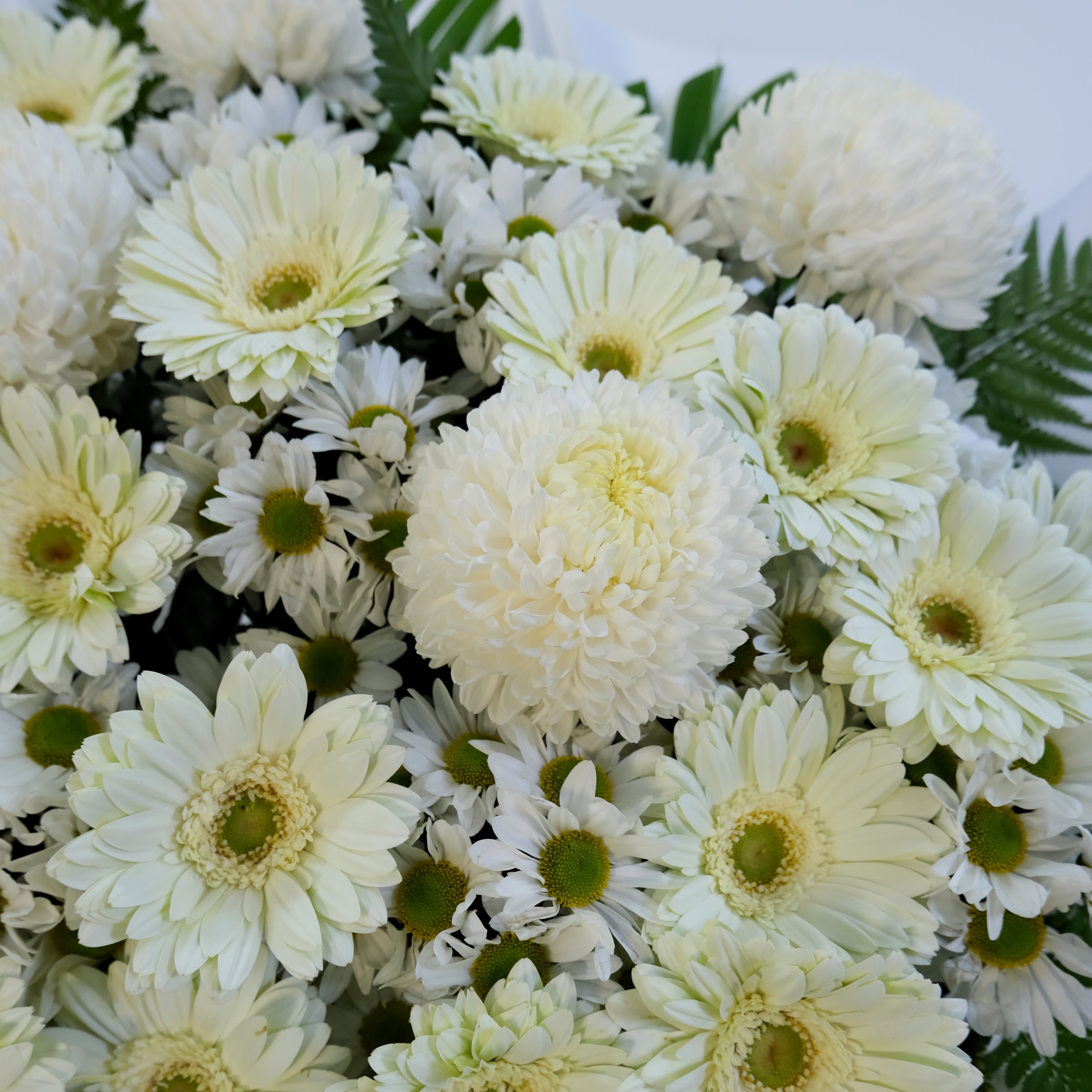 Bouquet of white and light green flowers with green leaves on a white background
