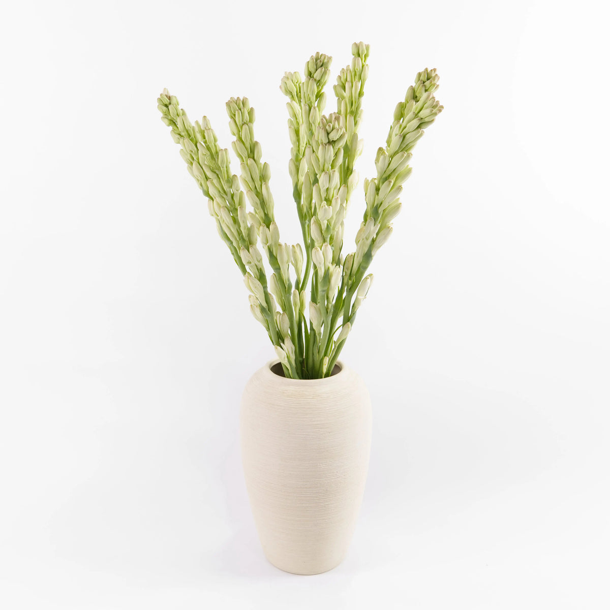 Tuberose Malaysia