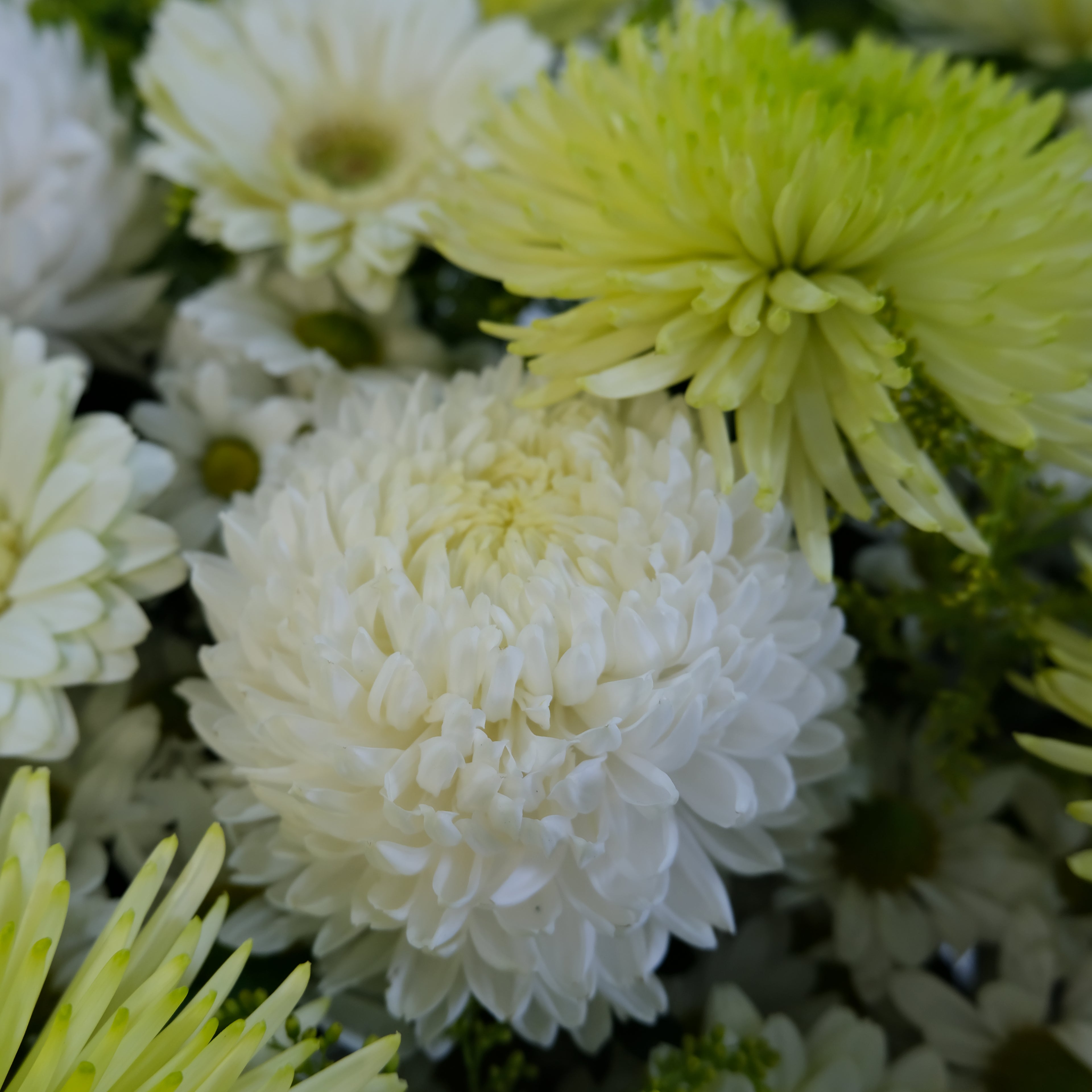Close-up of white and green flowers with water droplets