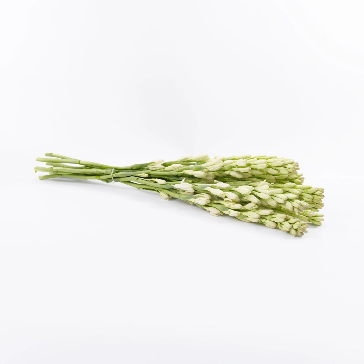 Tuberose Malaysia