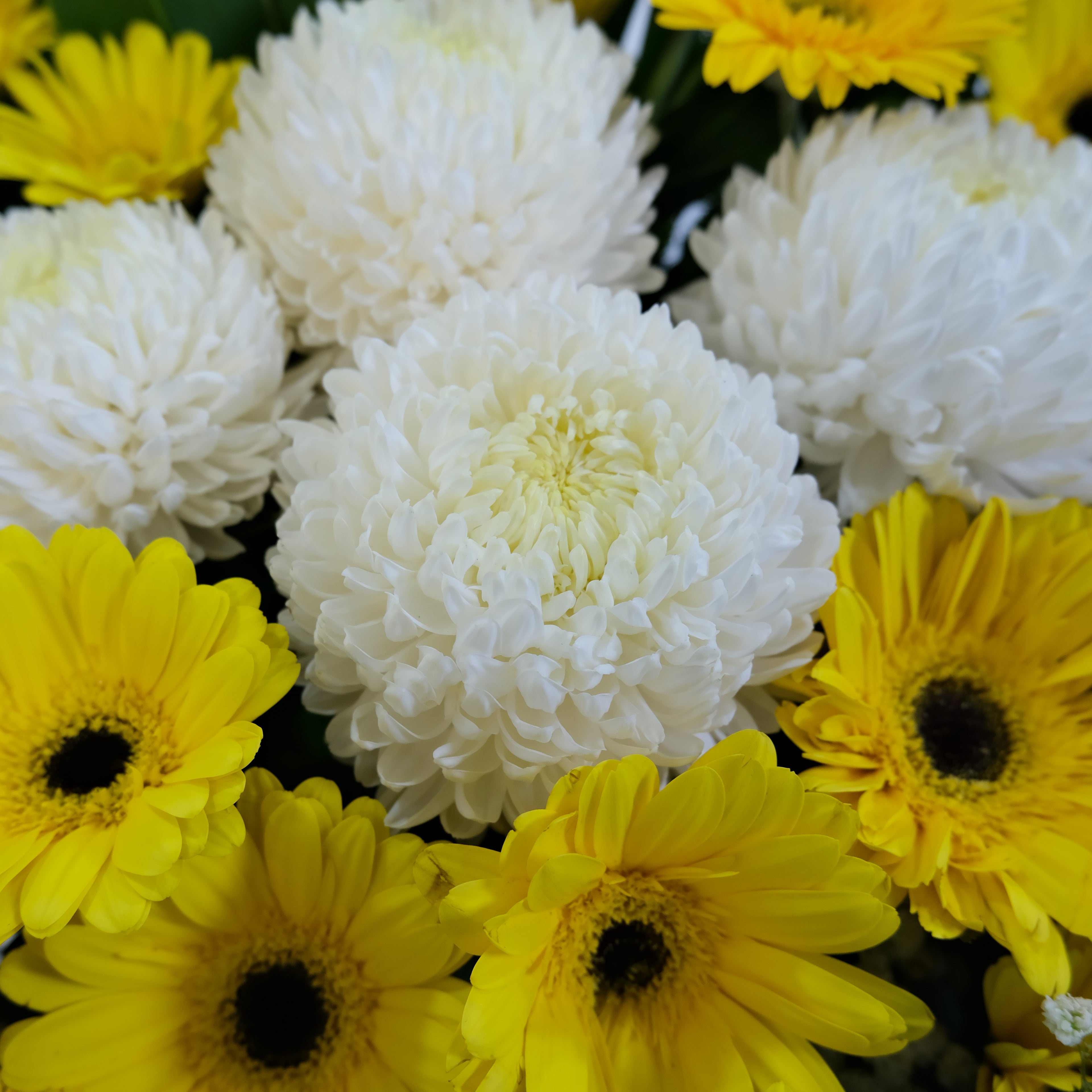 Close-up of yellow and white flowers