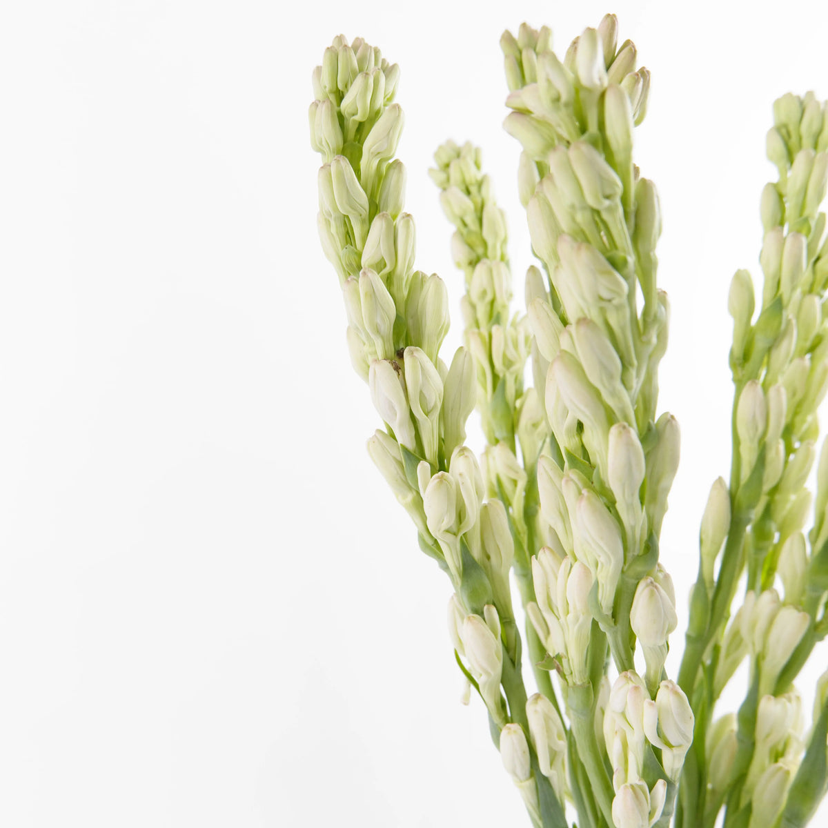 Tuberose Malaysia