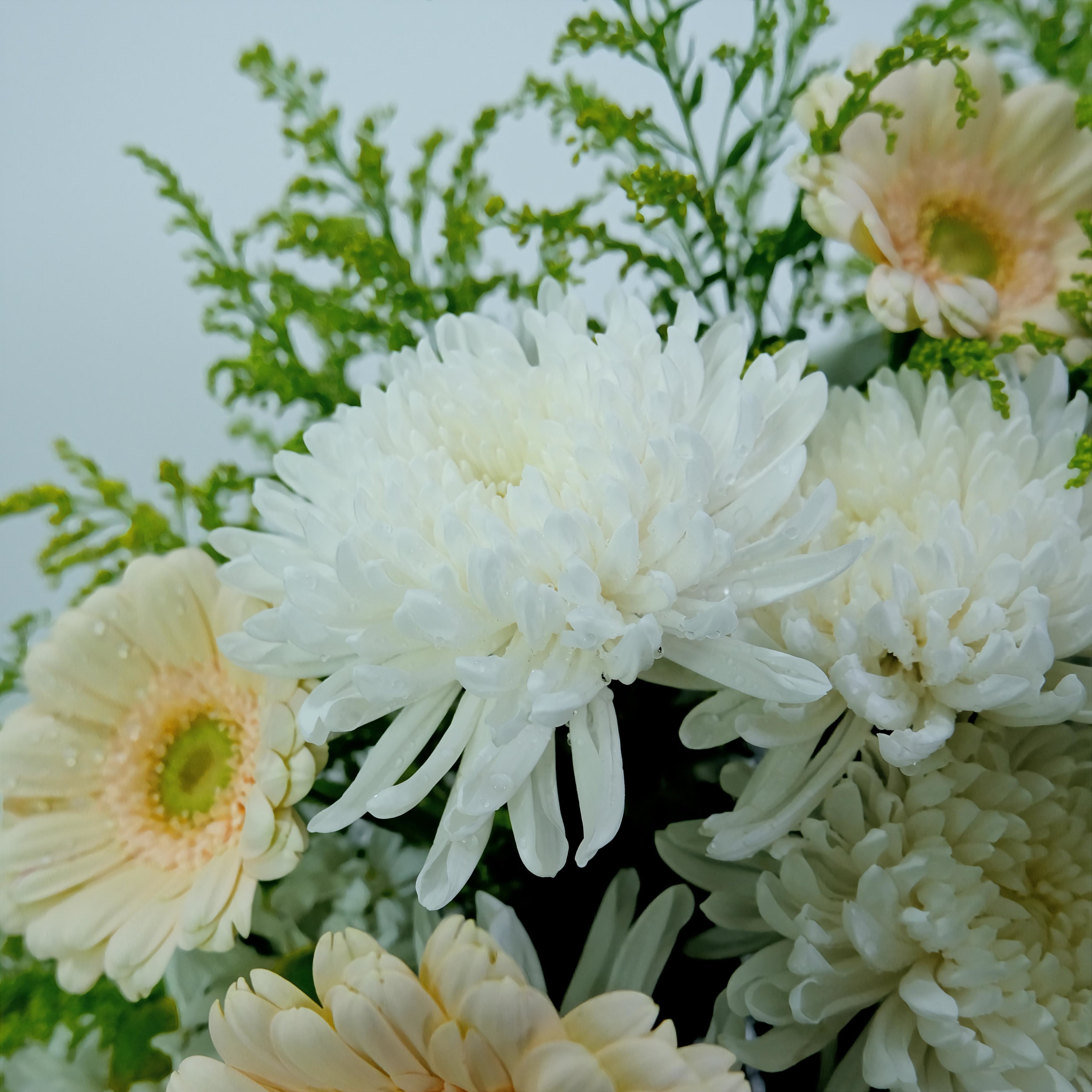 Close-up of white and light yellow flowers with green leaves.