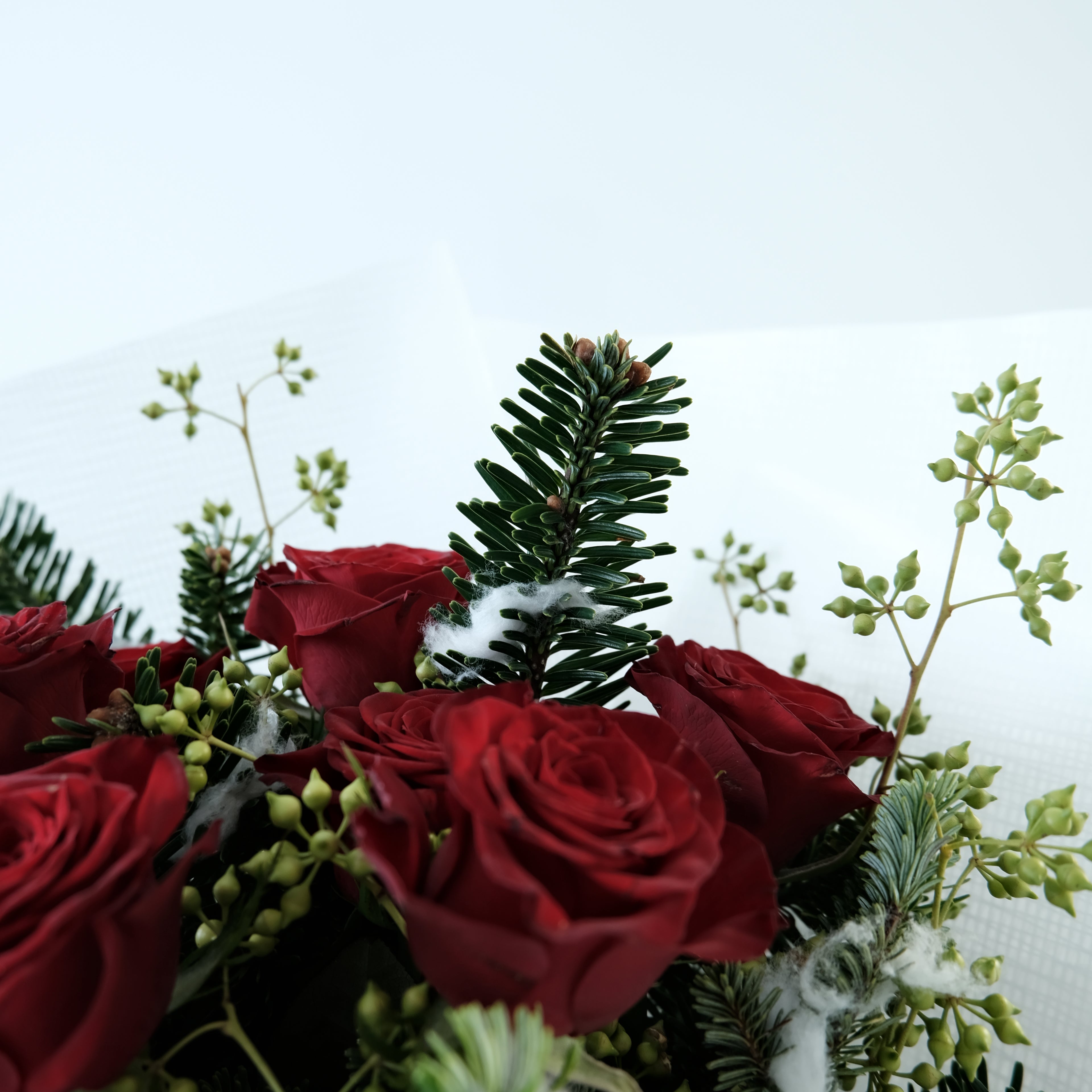 Close-up of red roses and greenery on a light blue background