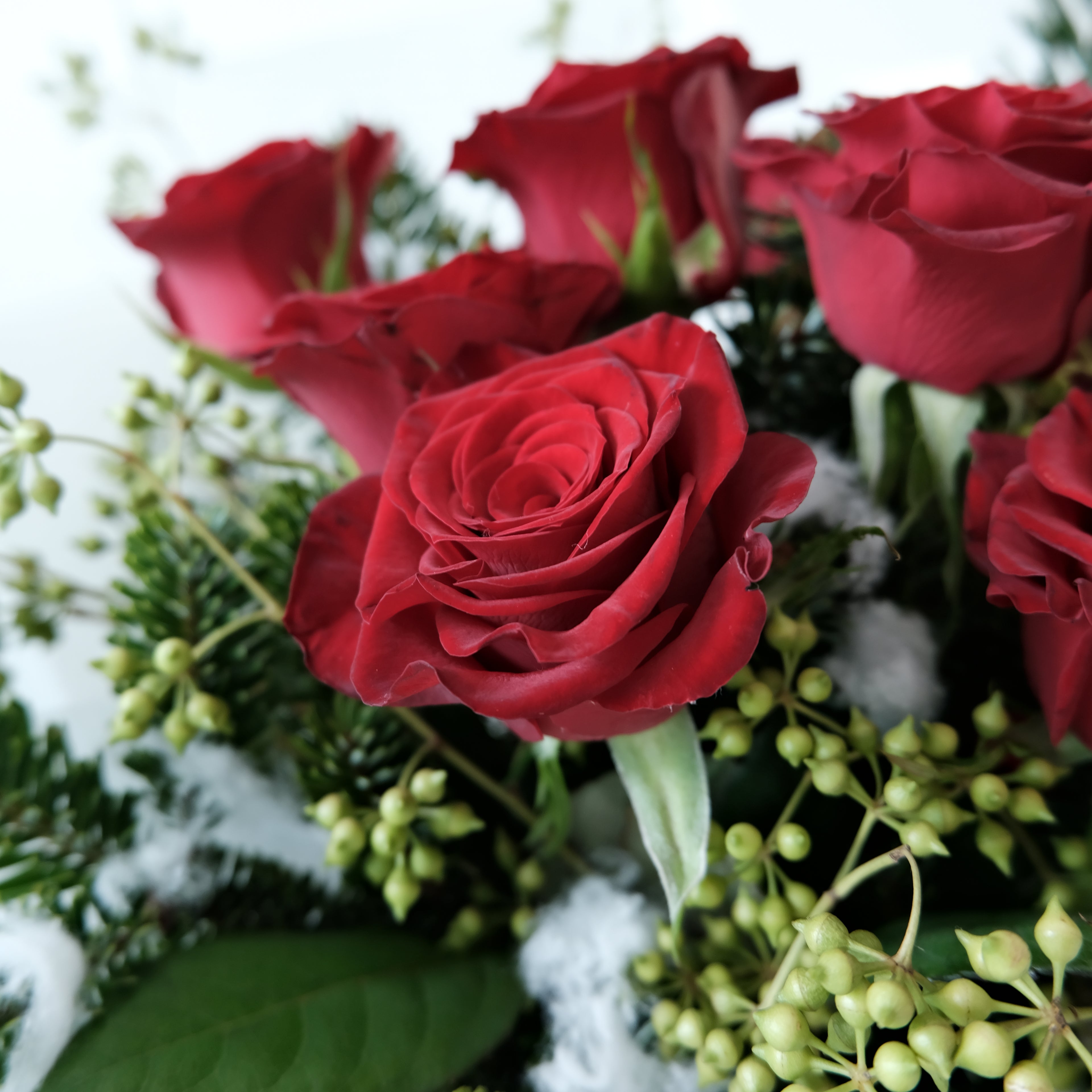 Close-up of red roses with green leaves and snow in the background