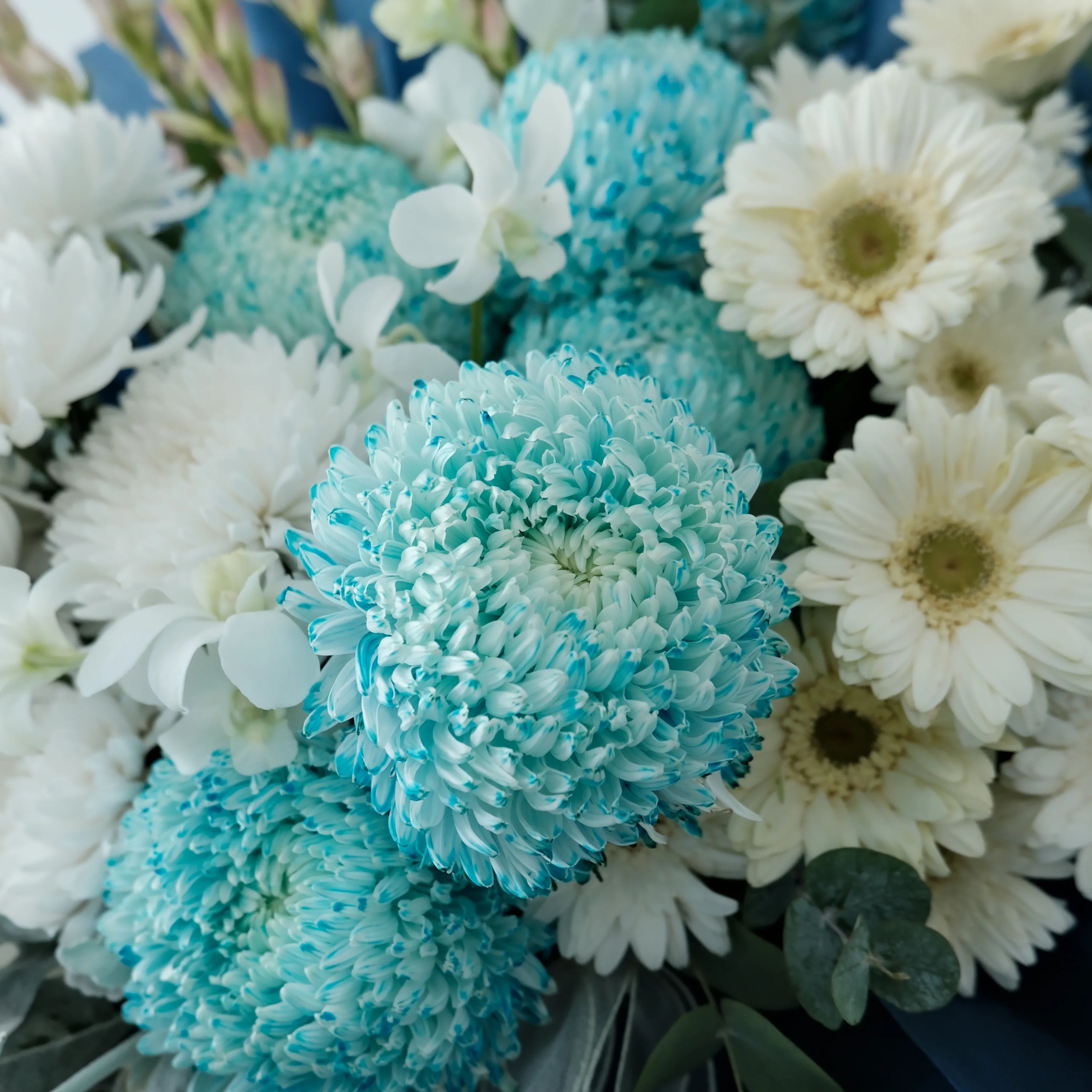Blue chrysanthemums and white gerbera daisies floral arrangement bouquet