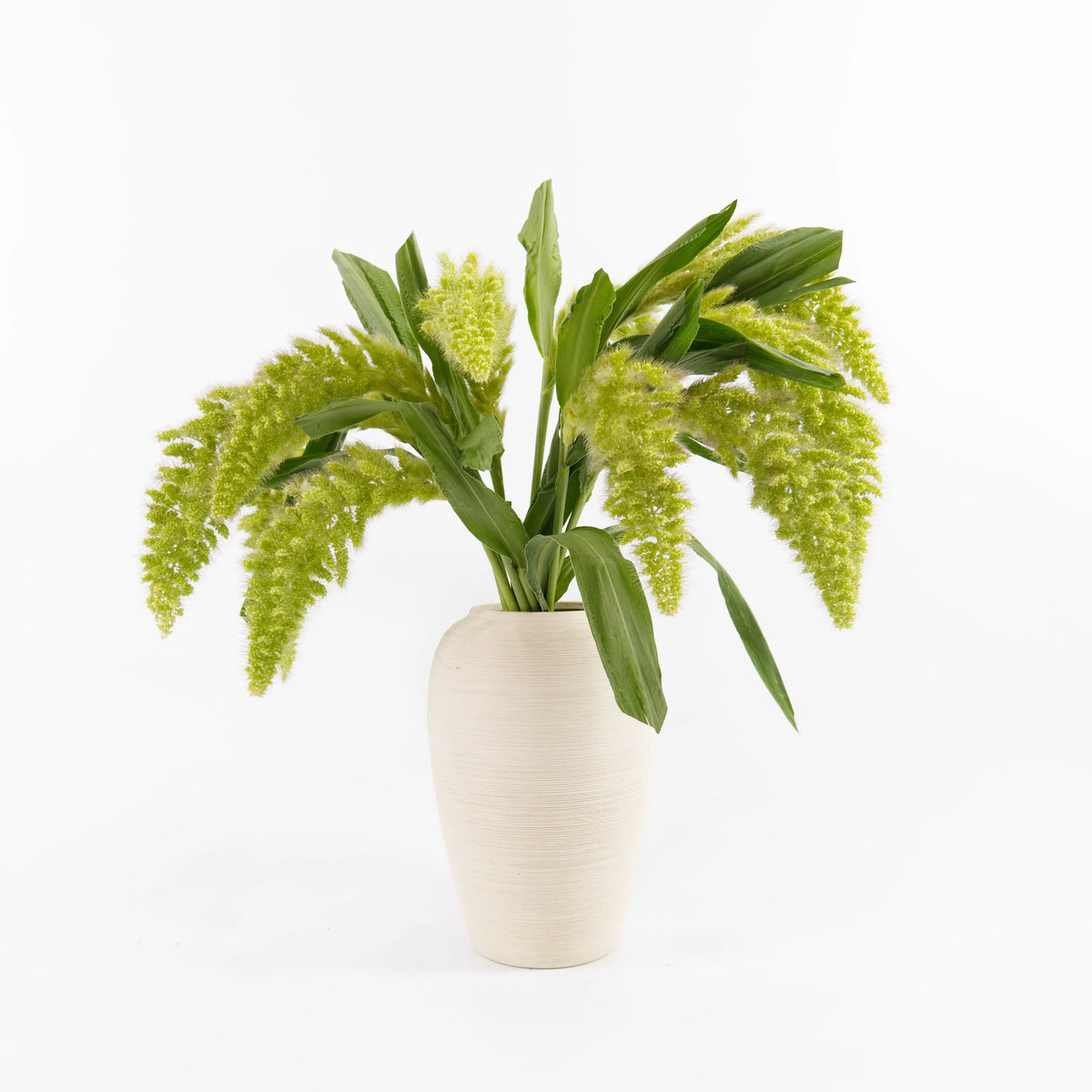 Setaria Italica China