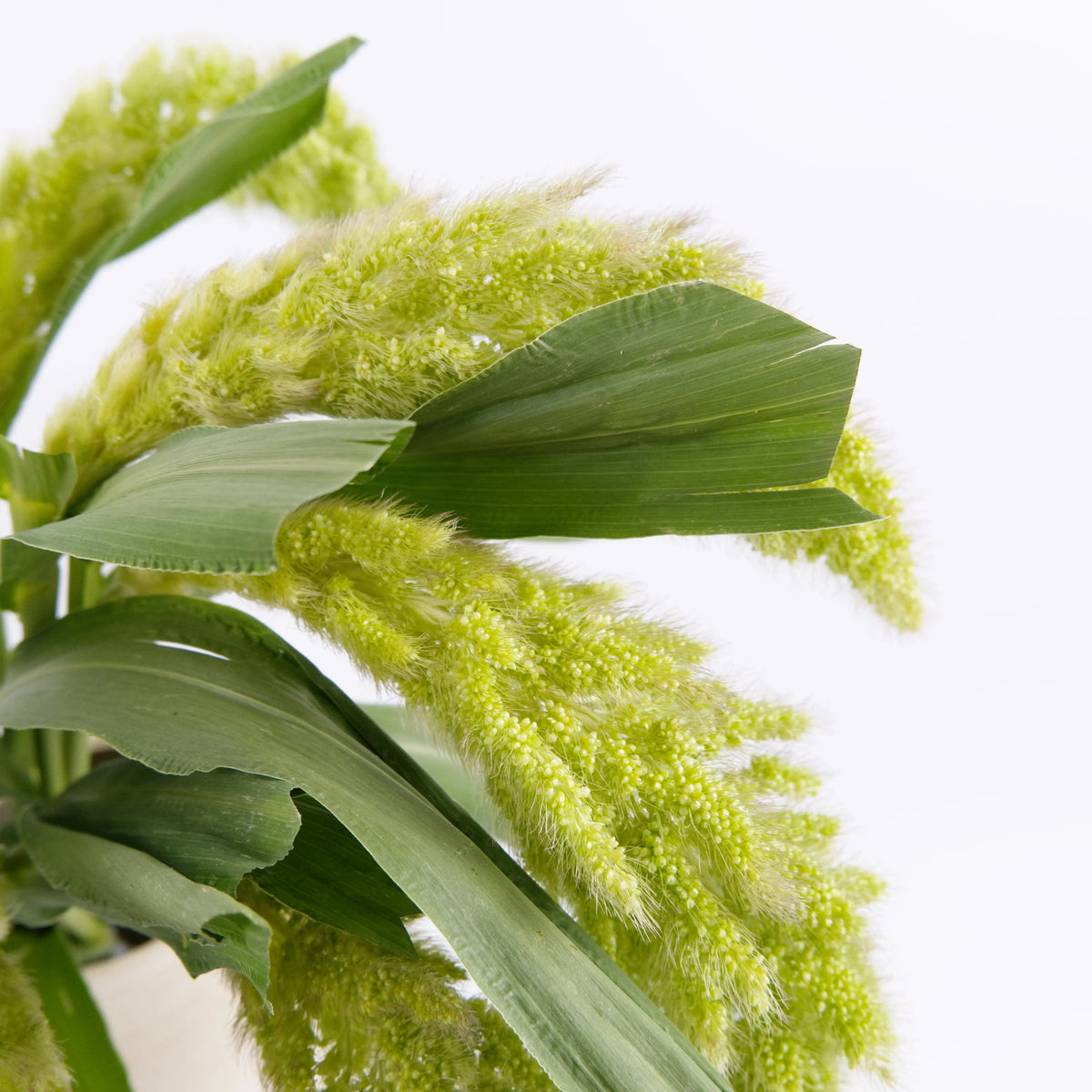 Setaria Italica China