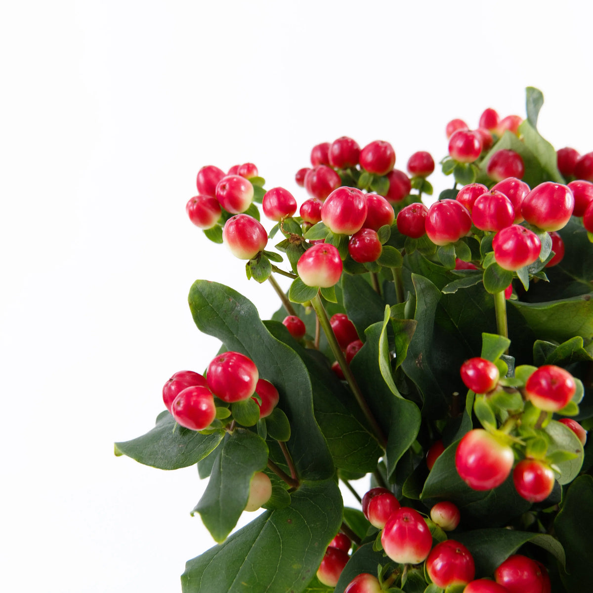Berry - Red Malaysia