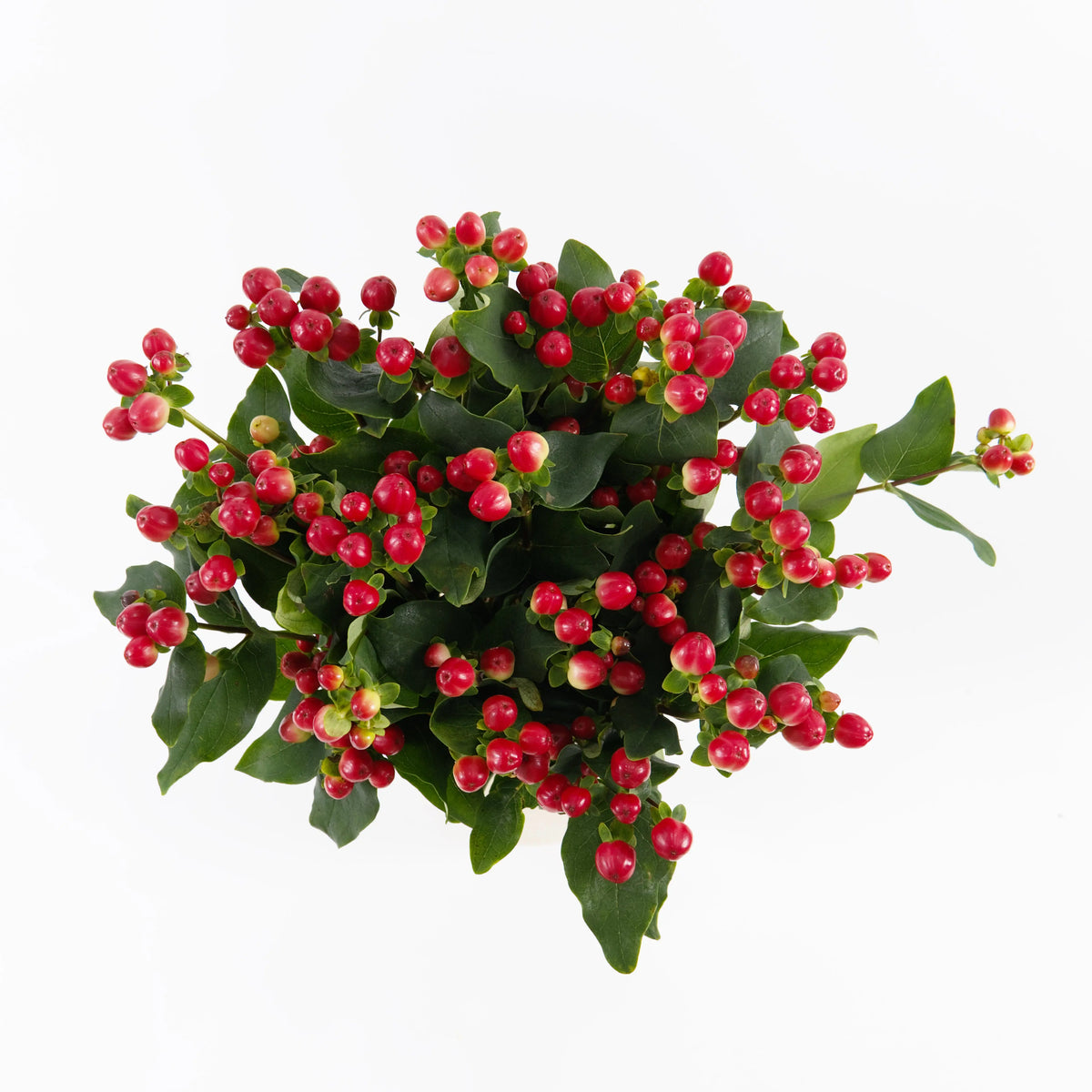 Berry - Red Malaysia