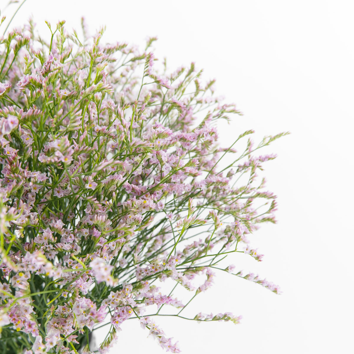Caspia - Light Pink China