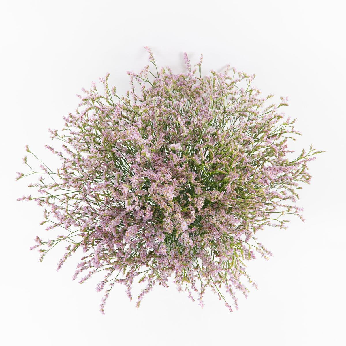 Caspia - Light Pink China