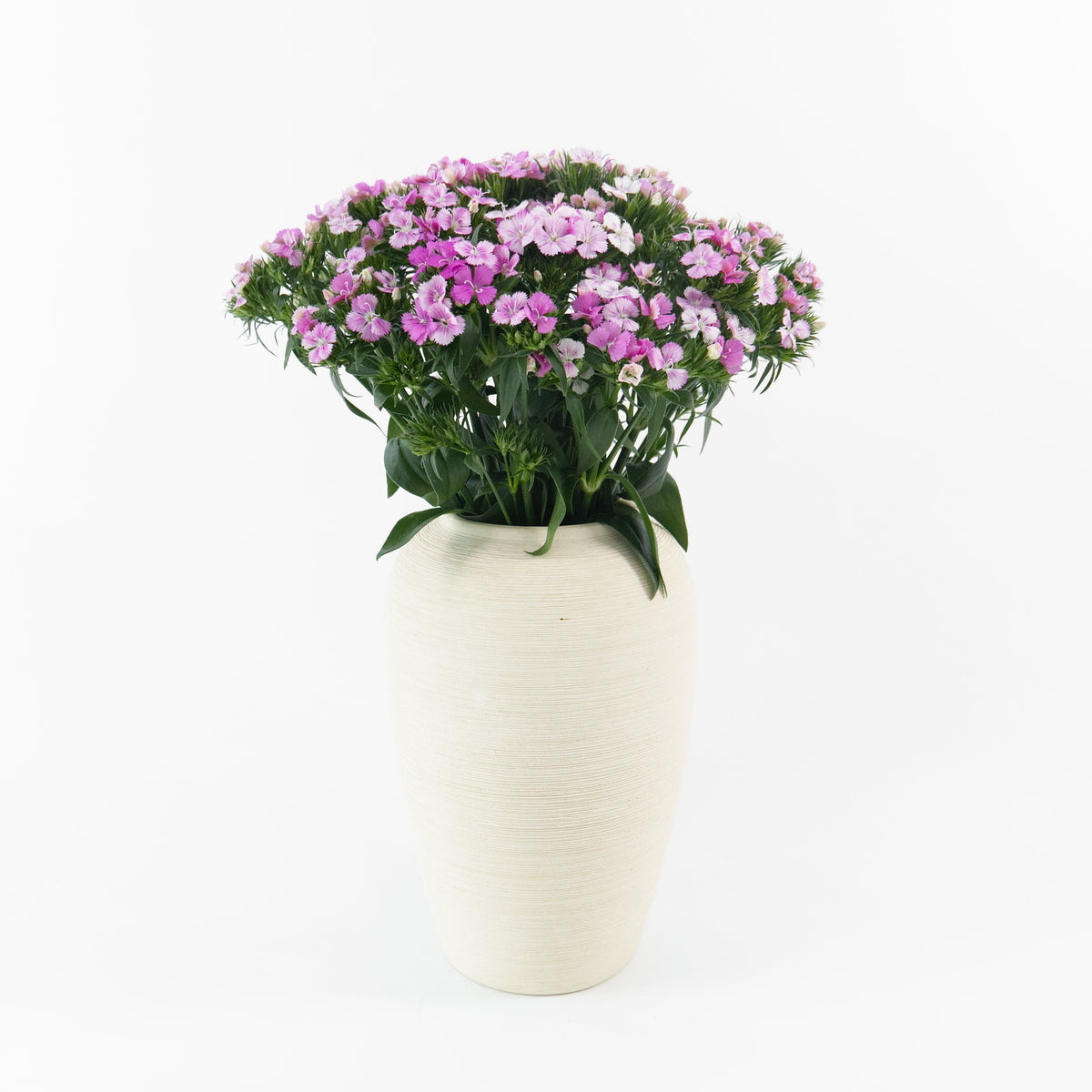 Barbatus - Pink China