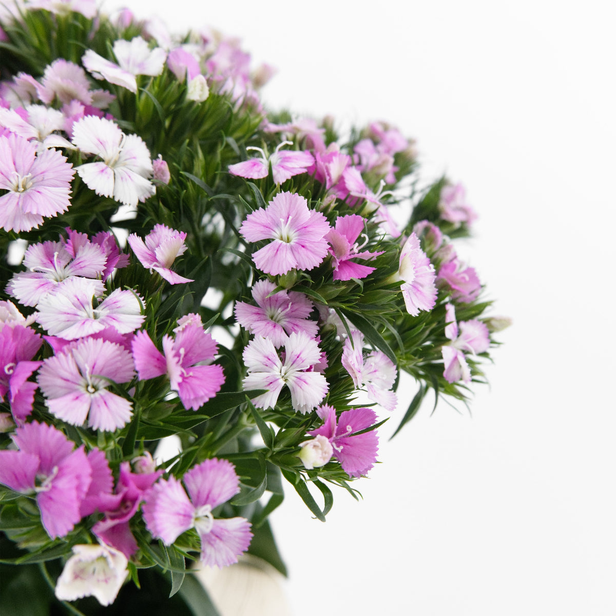 Barbatus - Pink China