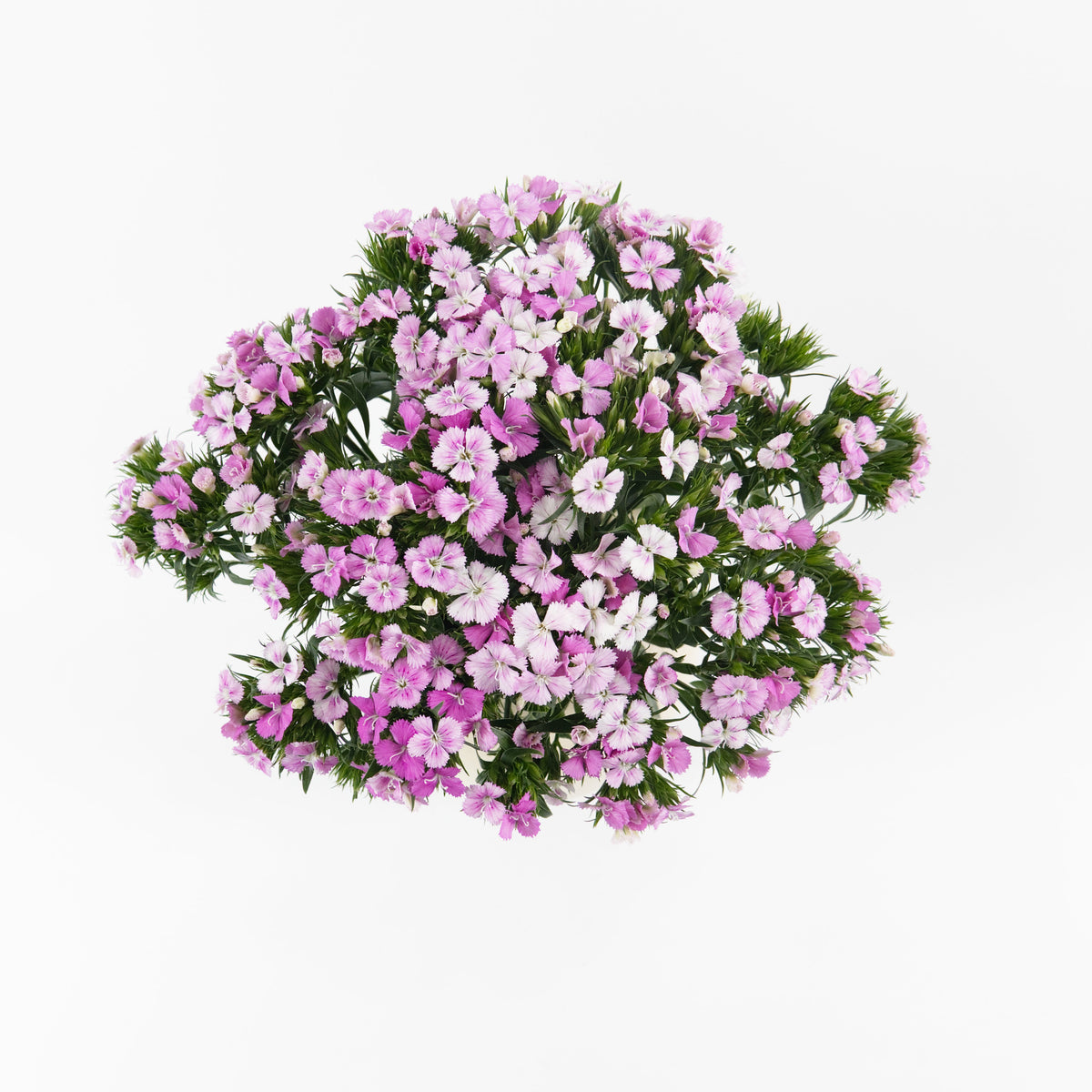 Barbatus - Pink China