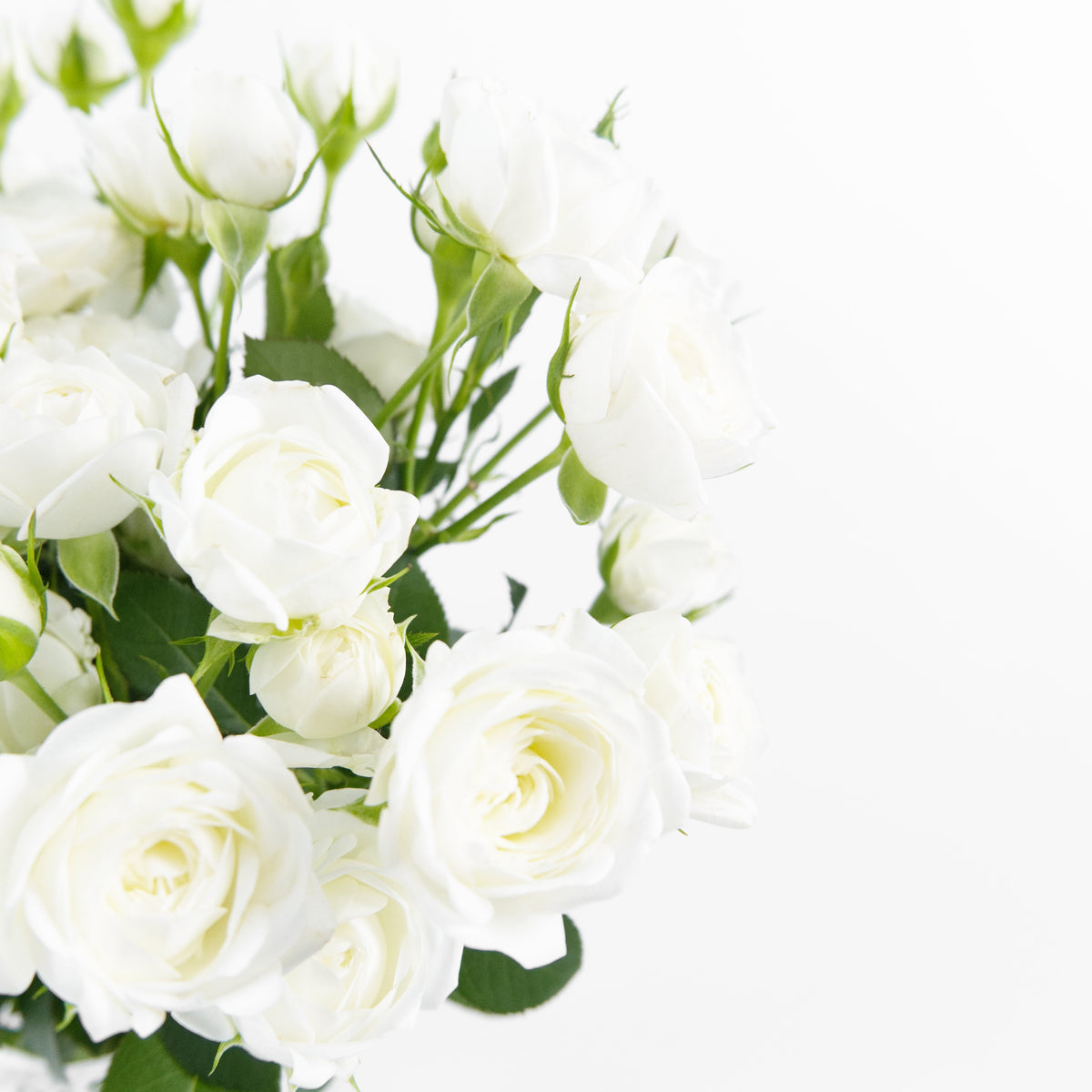 Rose Spray - White China