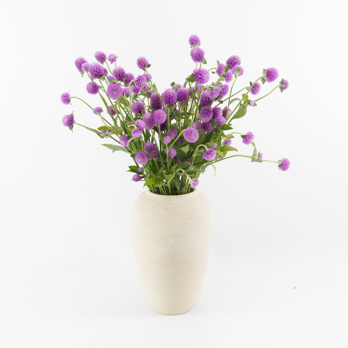 Gomphrena Globosa Spray - Pink China