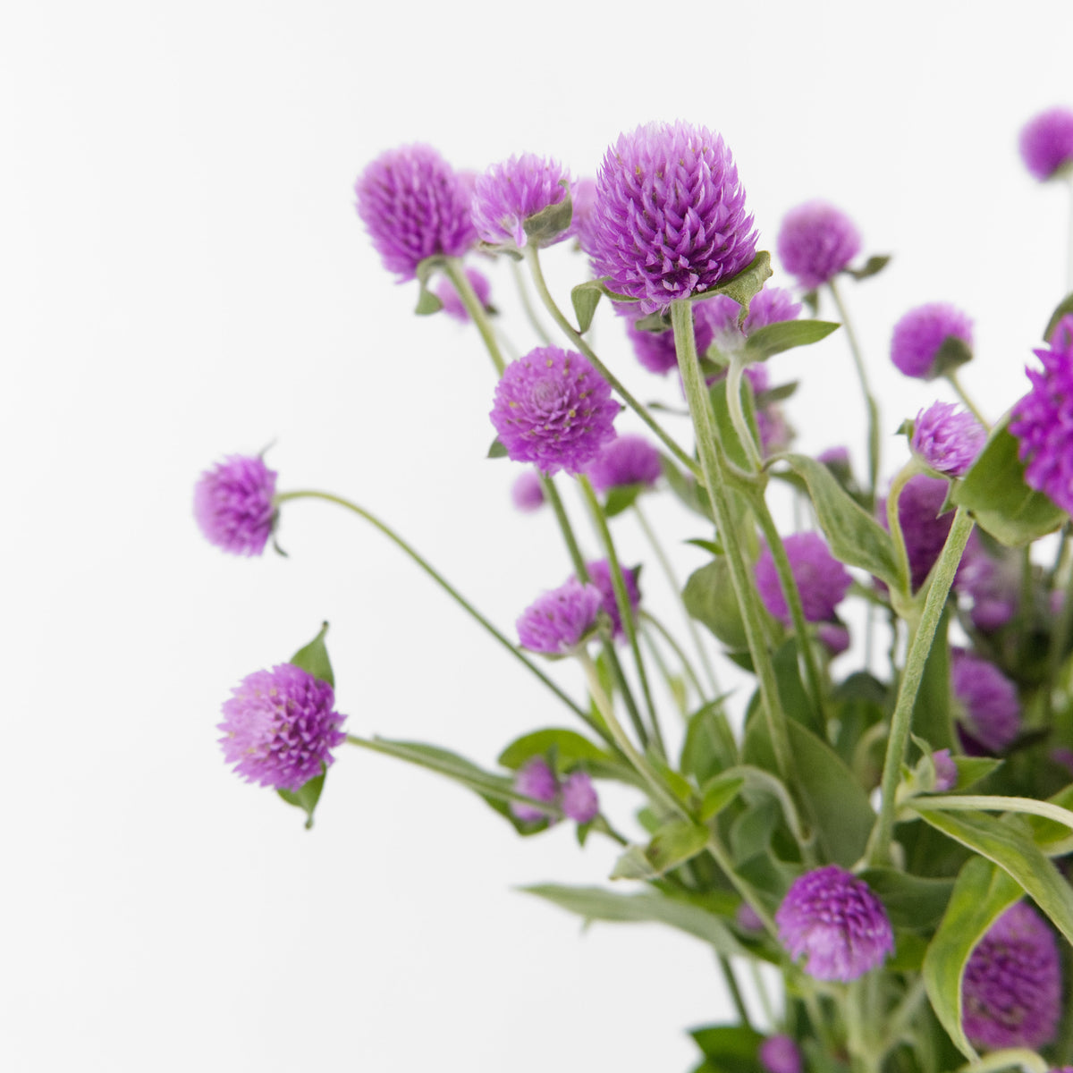 Gomphrena Globosa Spray - Pink China