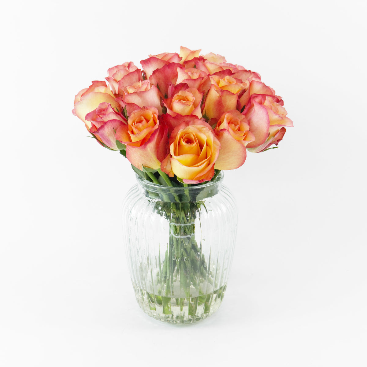 Rose - Fire Century Flower