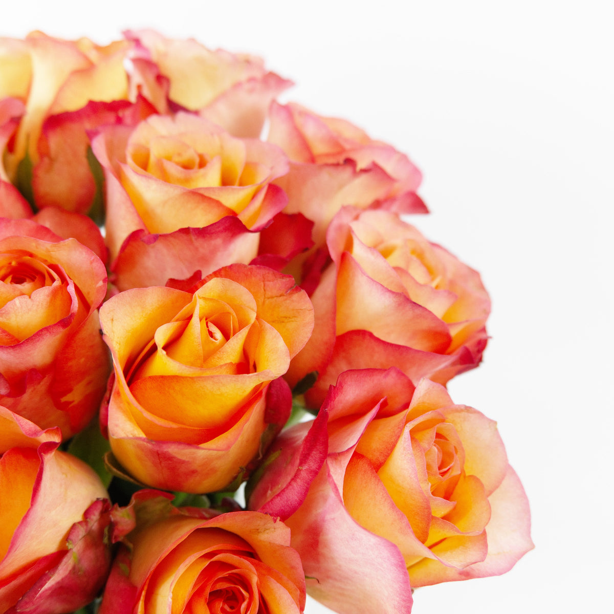 Rose - Fire Century Flower