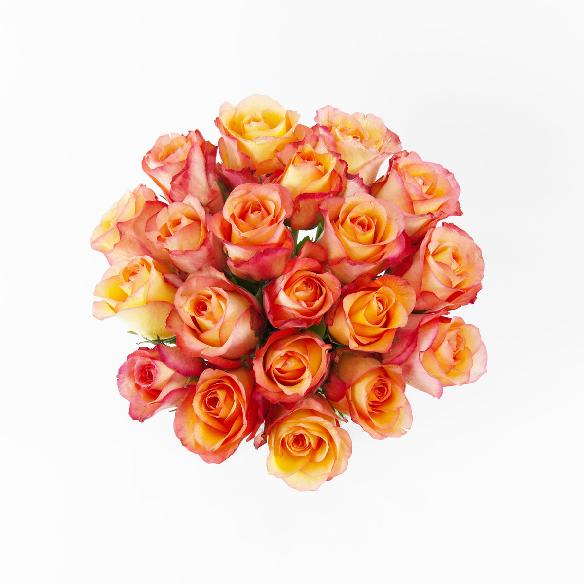 Rose - Fire Century Flower