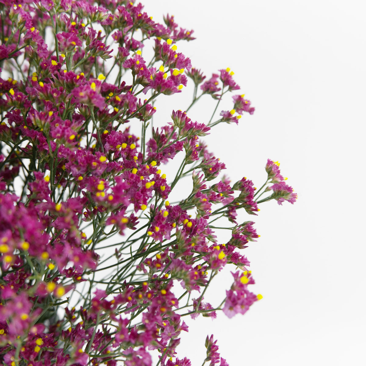 Caspia - Dark Pink China