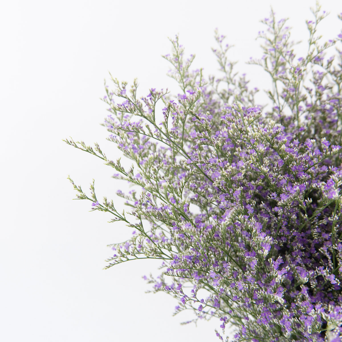 Caspia - Purple China