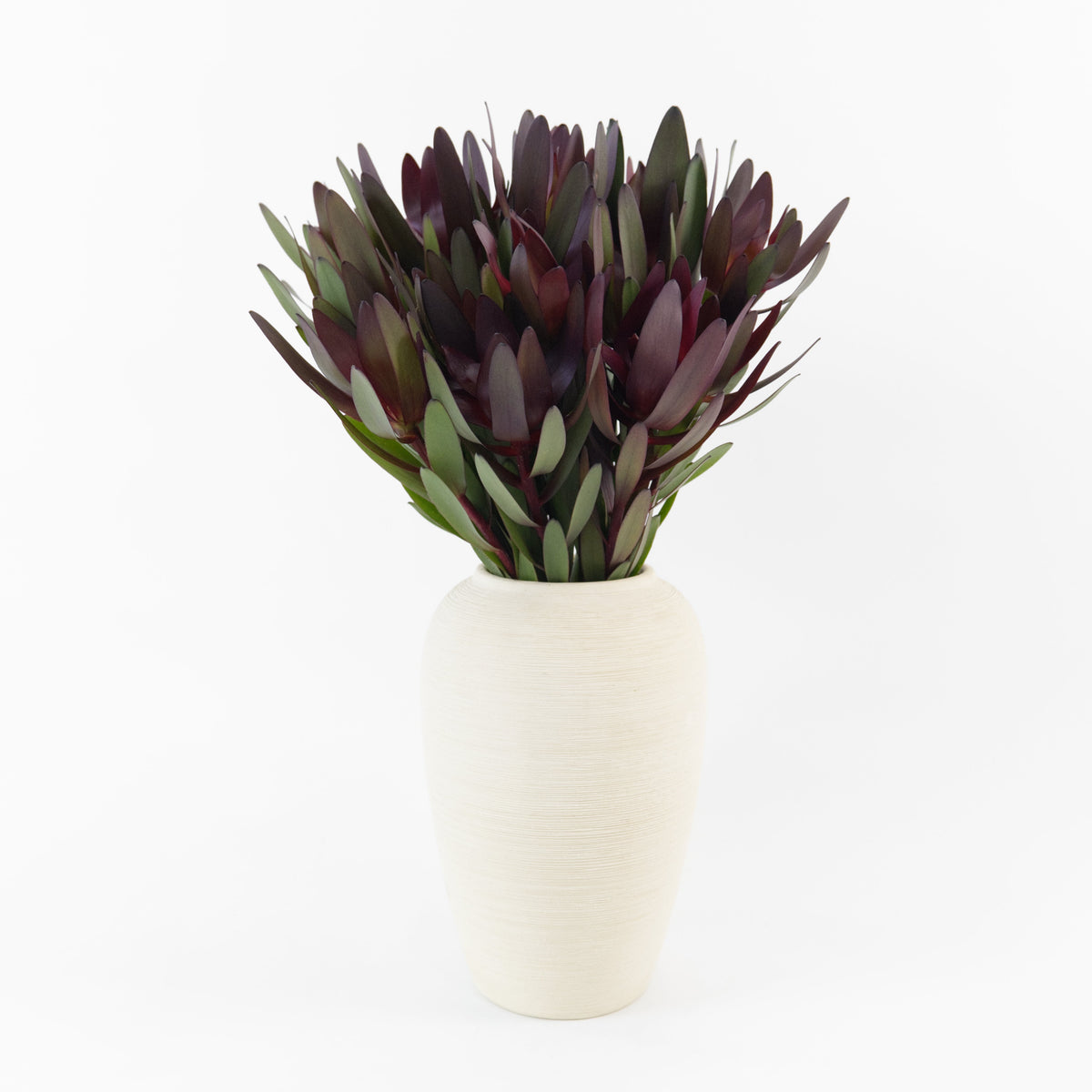 Leucadendron - Red Century Flower