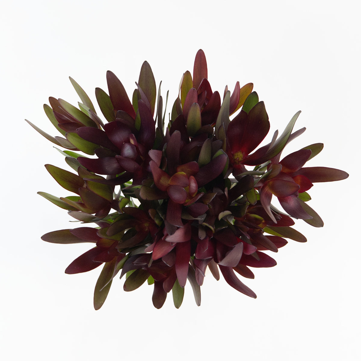 Leucadendron - Red Century Flower