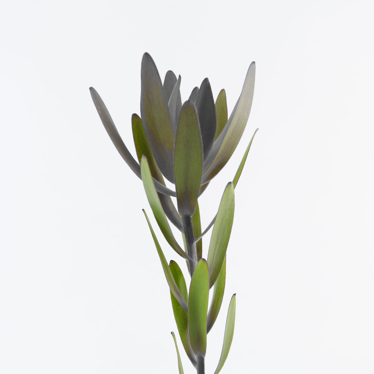 Leucadendron - Red Century Flower