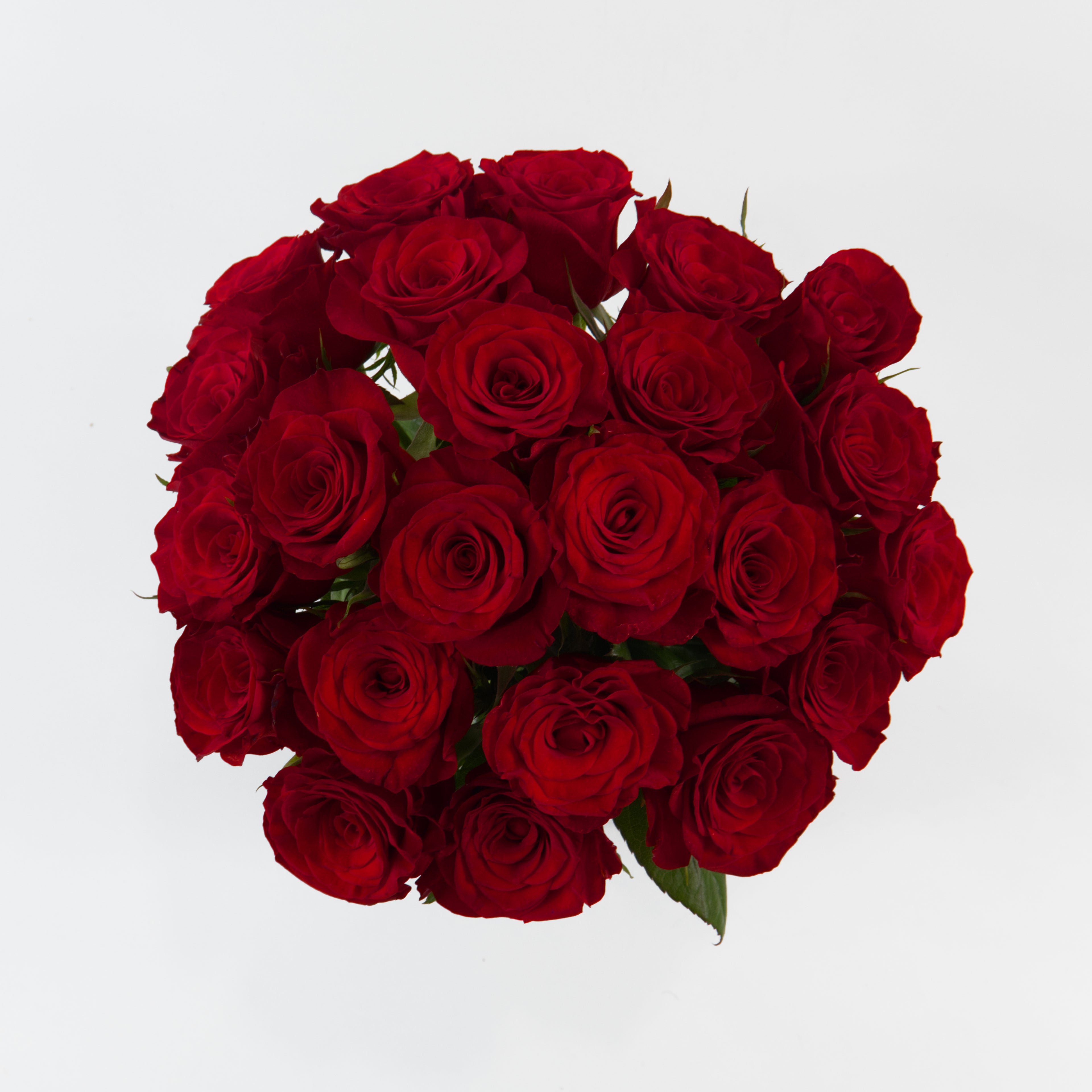 Bouquet of red roses on a white background