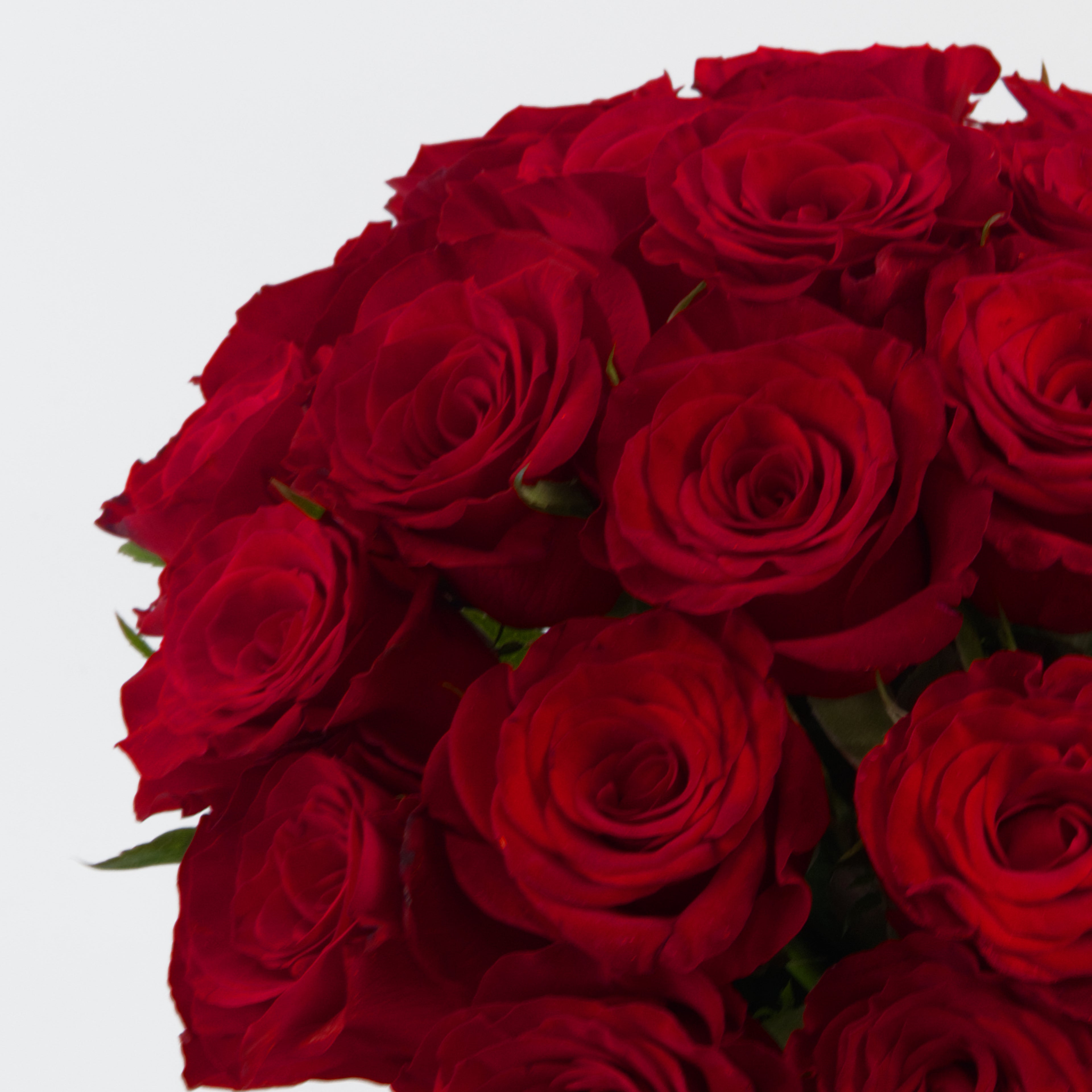 Bouquet of red roses on a white background