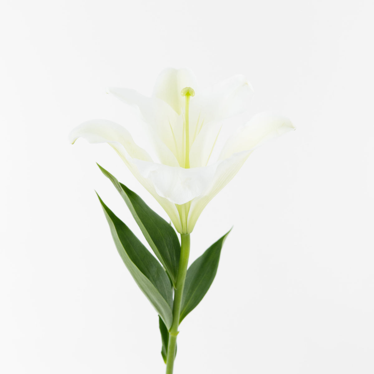 Madonna Lily (1) - White China