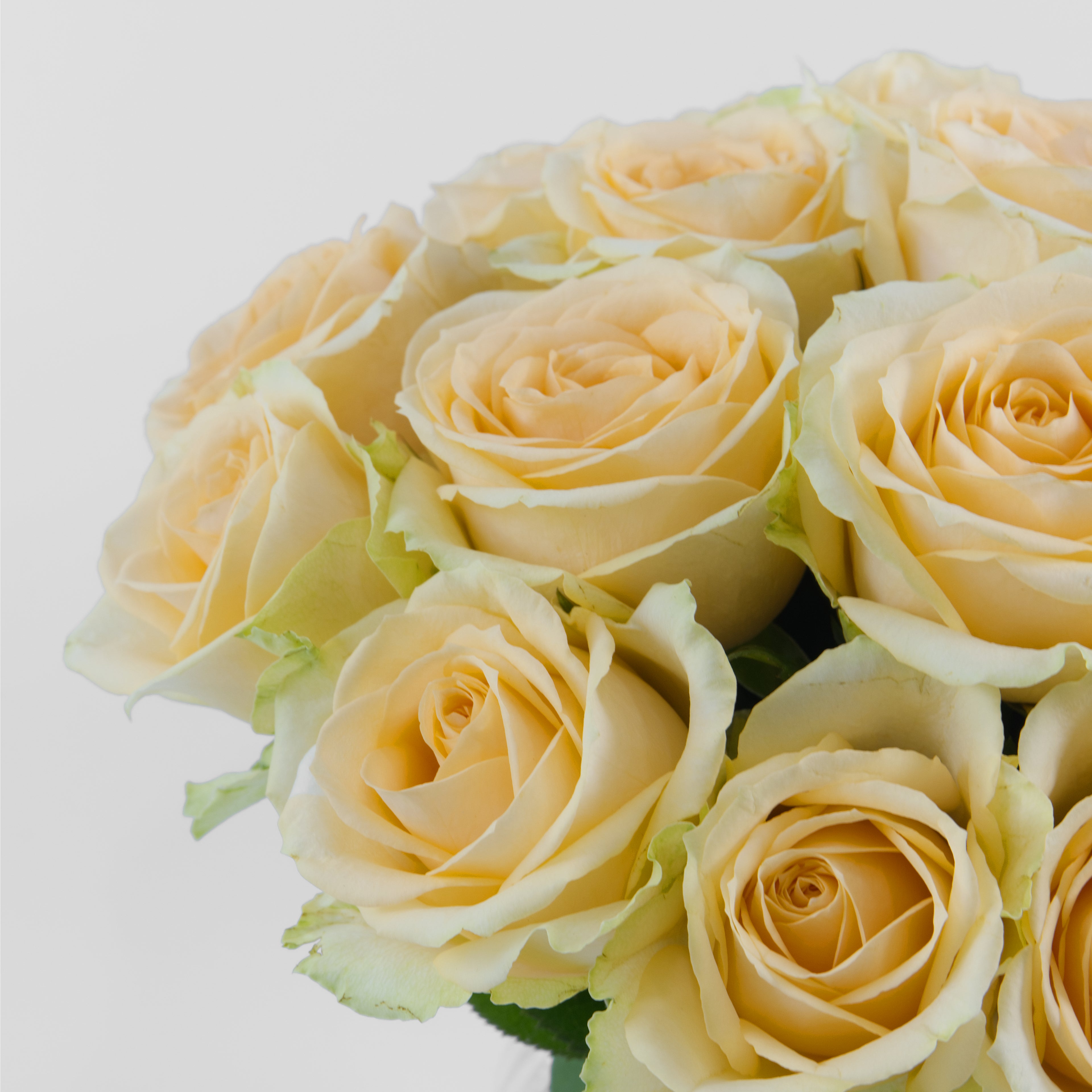 Bouquet of light yellow roses on a white background