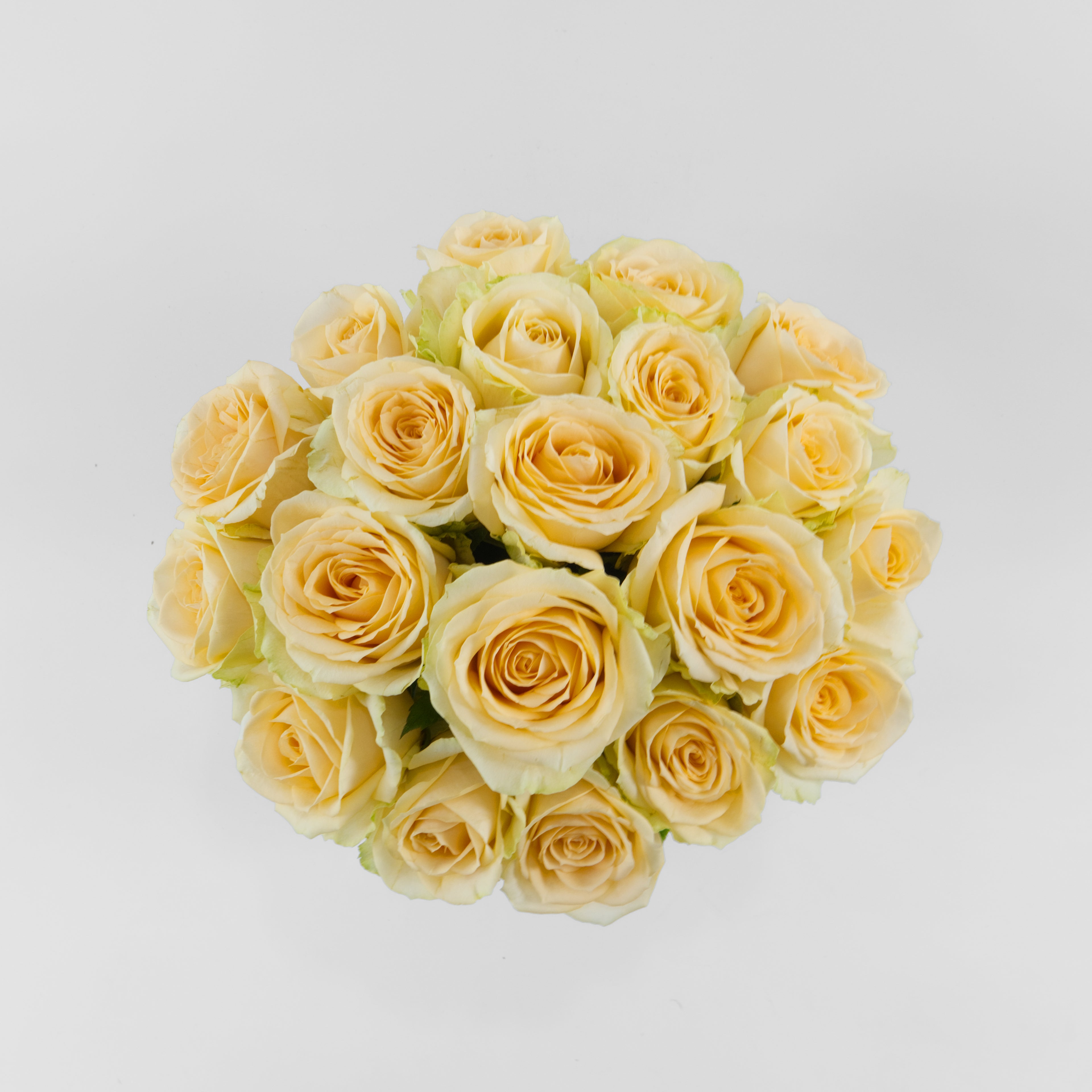 Bouquet of yellow roses on a light gray background