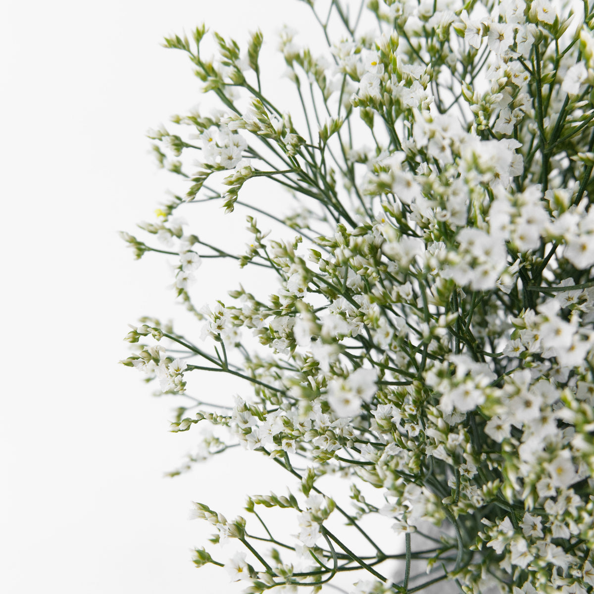 Caspia - White China