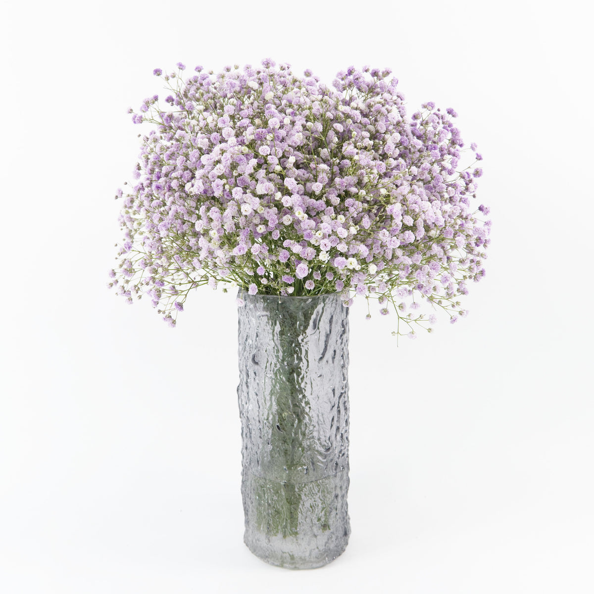 Gypsophila Baby Breath - Purple China