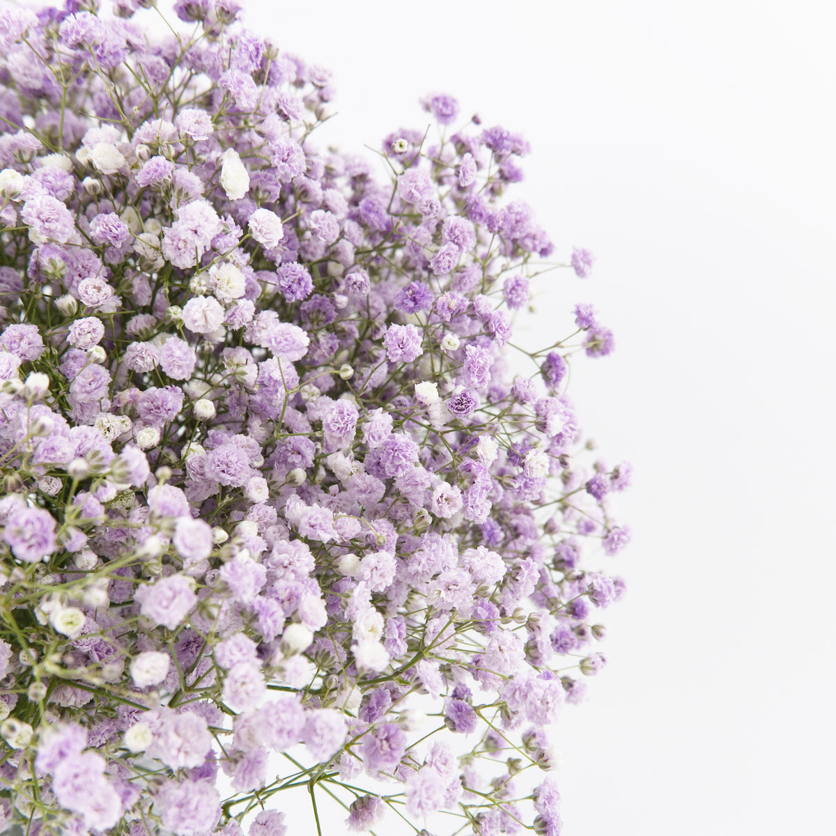 Gypsophila Baby Breath - Purple China