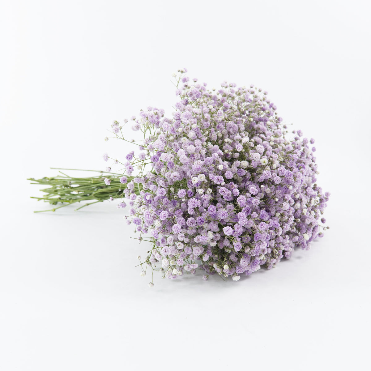 Gypsophila Baby Breath - Purple China